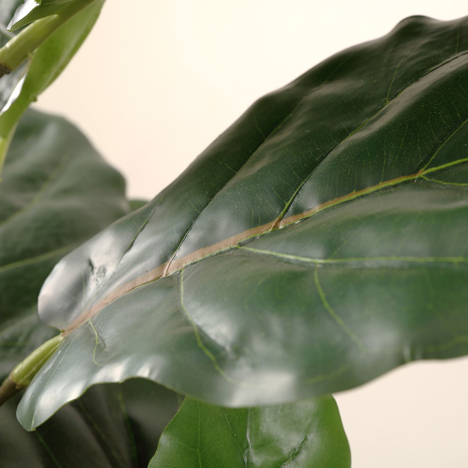 A glossy dark green fig leaf shows pronounced veins and sculptural edges. || FXP1009A || detail_studio