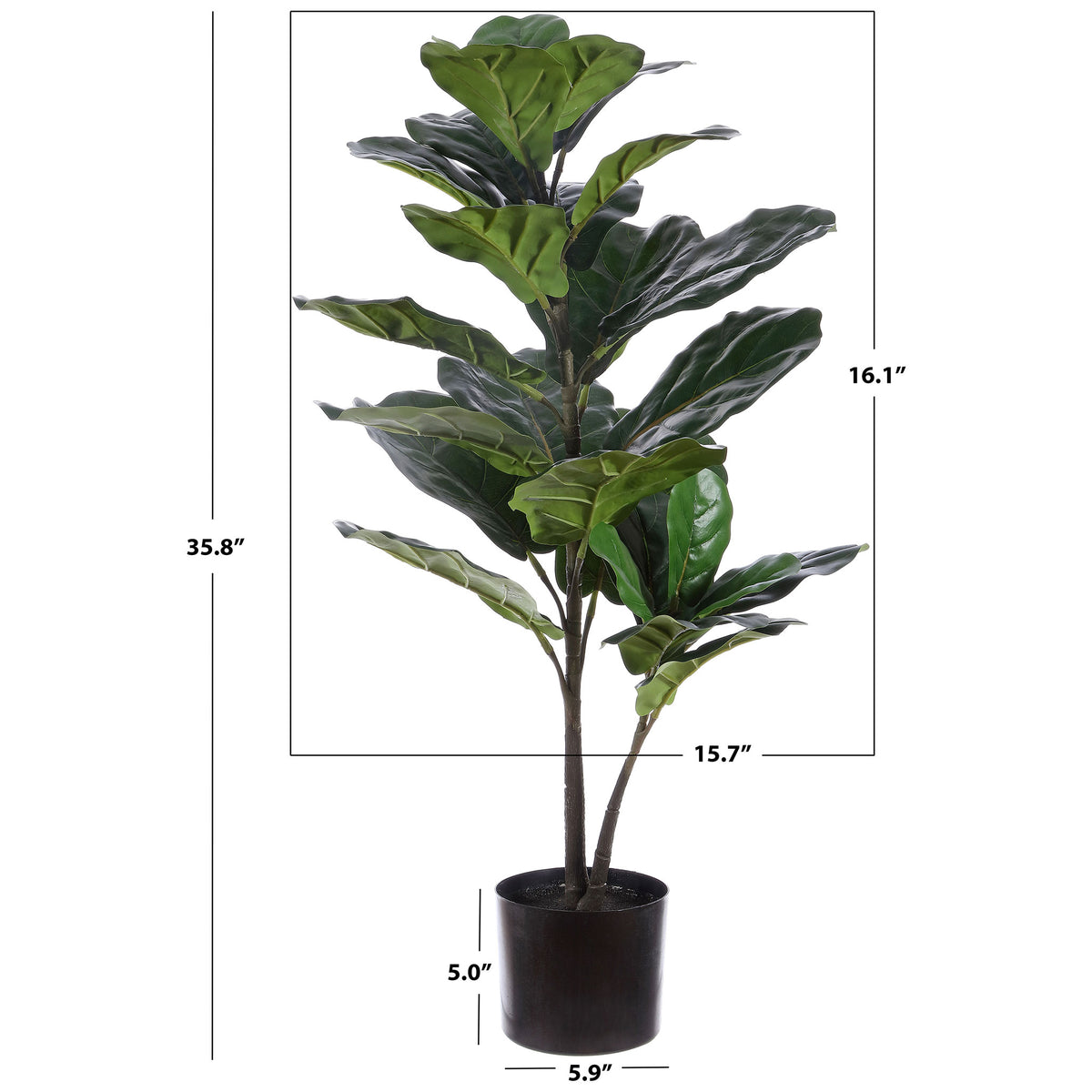 A potted fiddle-leaf fig tree stands nearly 36 inches tall. || FXP1009A || dimension_studio
