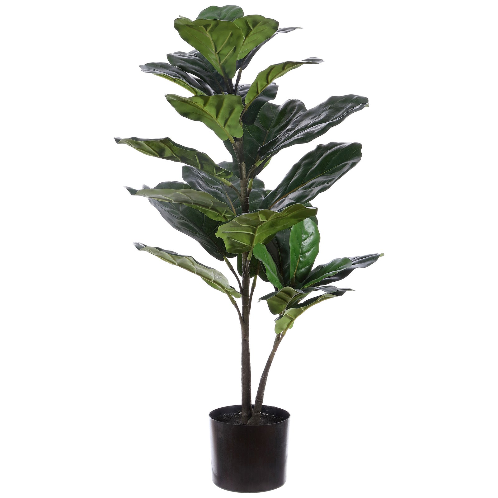 Dark green fig leaves grow above branching trunks in a black pot. || FXP1009A || front_studio
