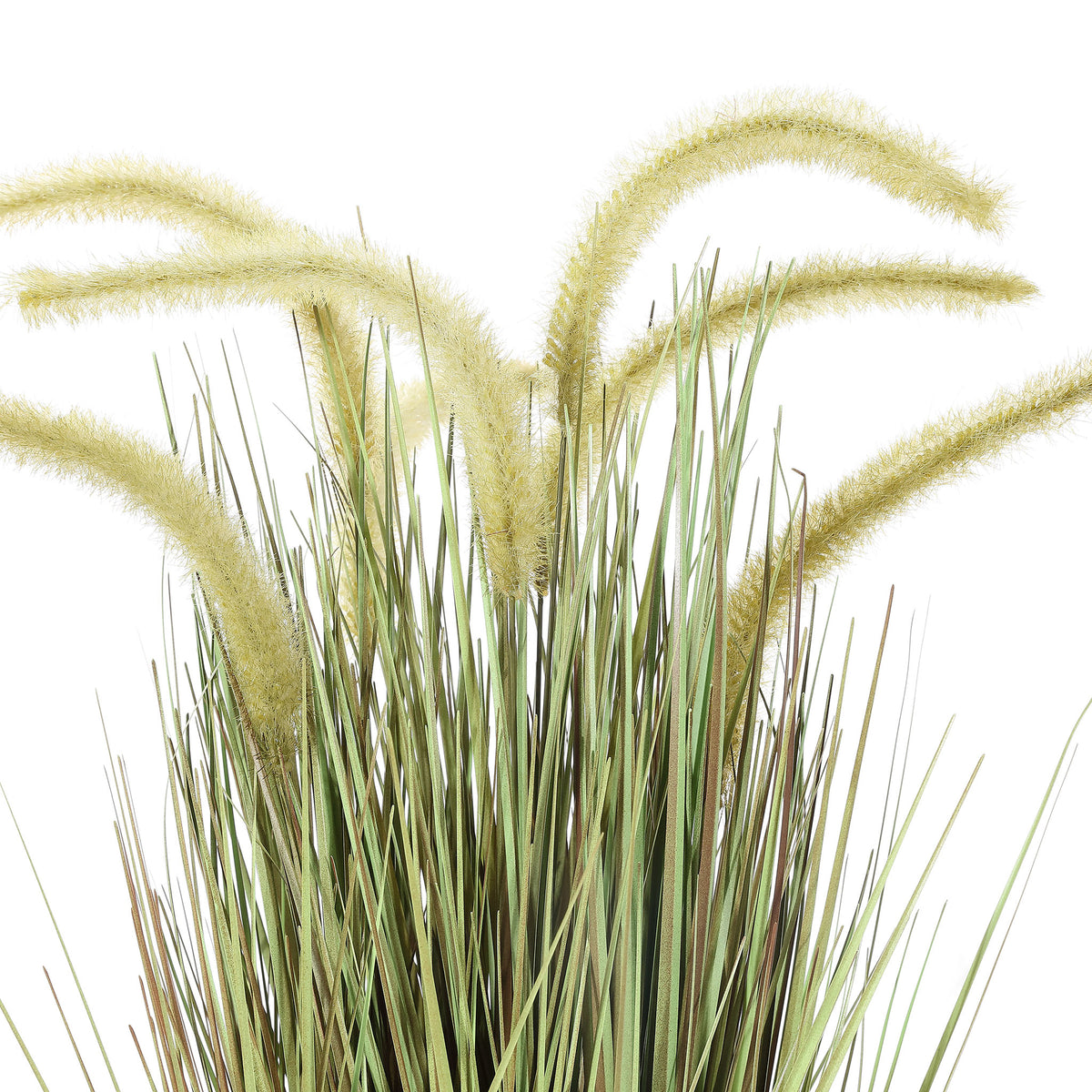Soft, pale foxtail plumes arch above slender green grass blades.