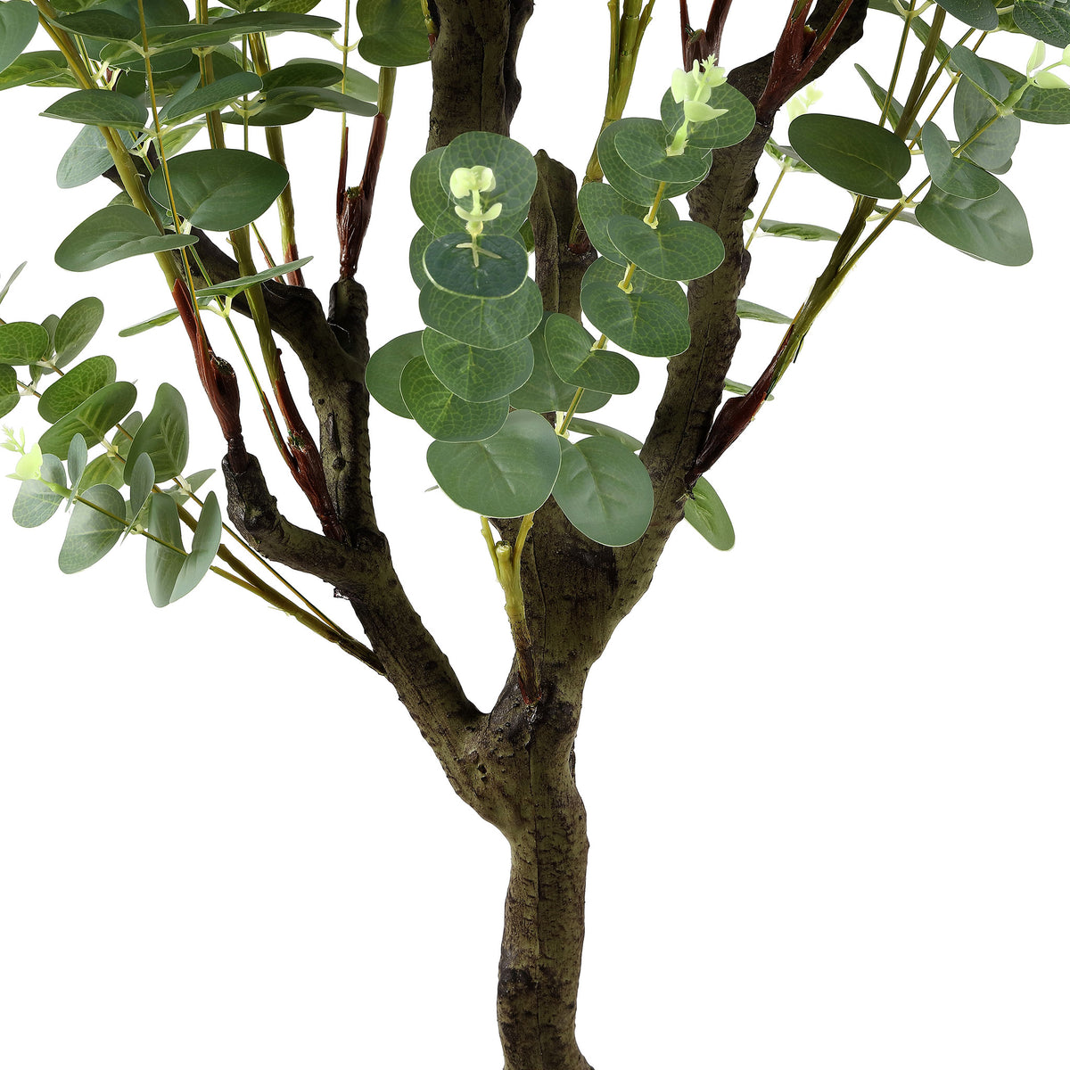 Rounded eucalyptus leaves gather around rugged branching bark. || FXP2001A || detail_studio