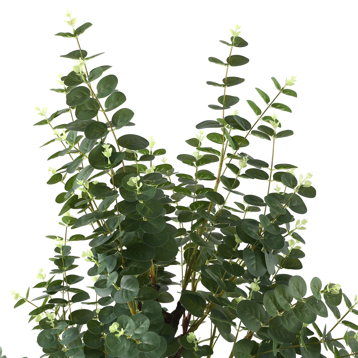 Silver-green eucalyptus foliage forms delicate upright stems.