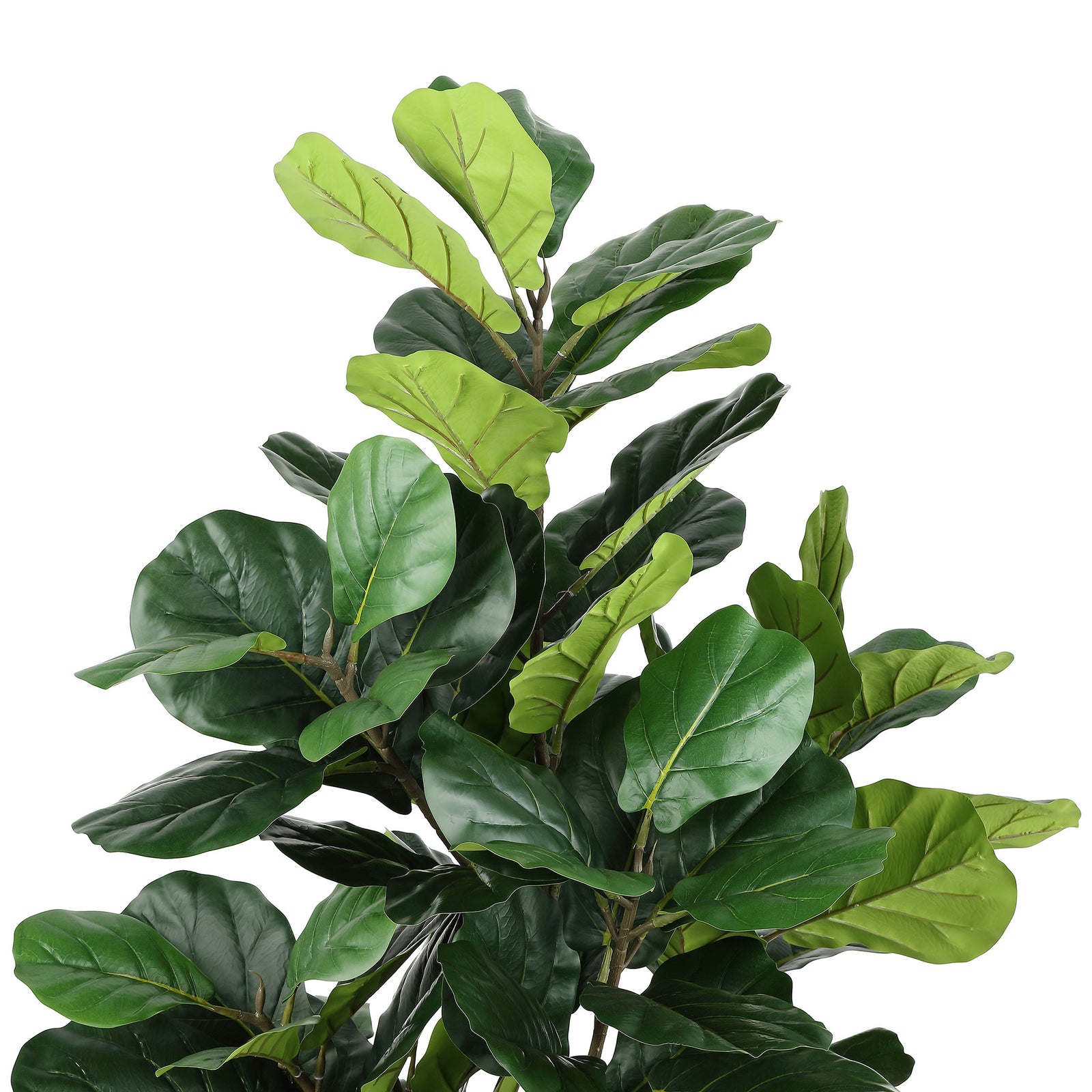 Glossy fiddle-leaf fig foliage mixes deep green and lime tones. || FXP2002A || detail_studio