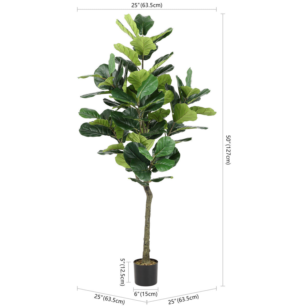 A potted fig tree stands 50 inches tall with a 25-inch spread. || FXP2002A || dimension_studio
