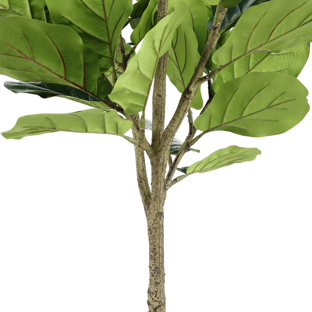 Branching stems support broad green fig leaves above a textured trunk. || FXP2003A || detail_studio