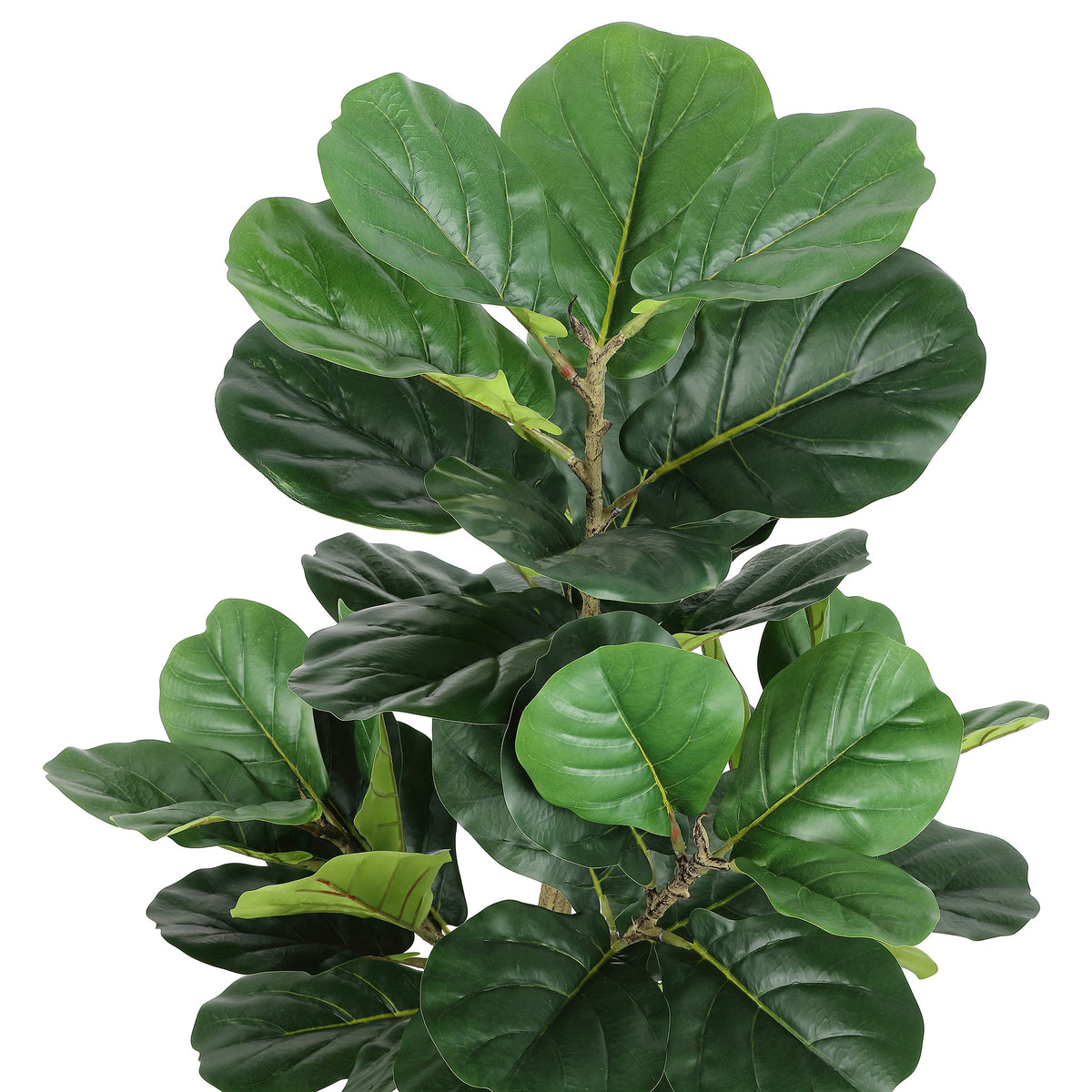 Rounded fiddle-leaf fig foliage mixes deep and light greens.