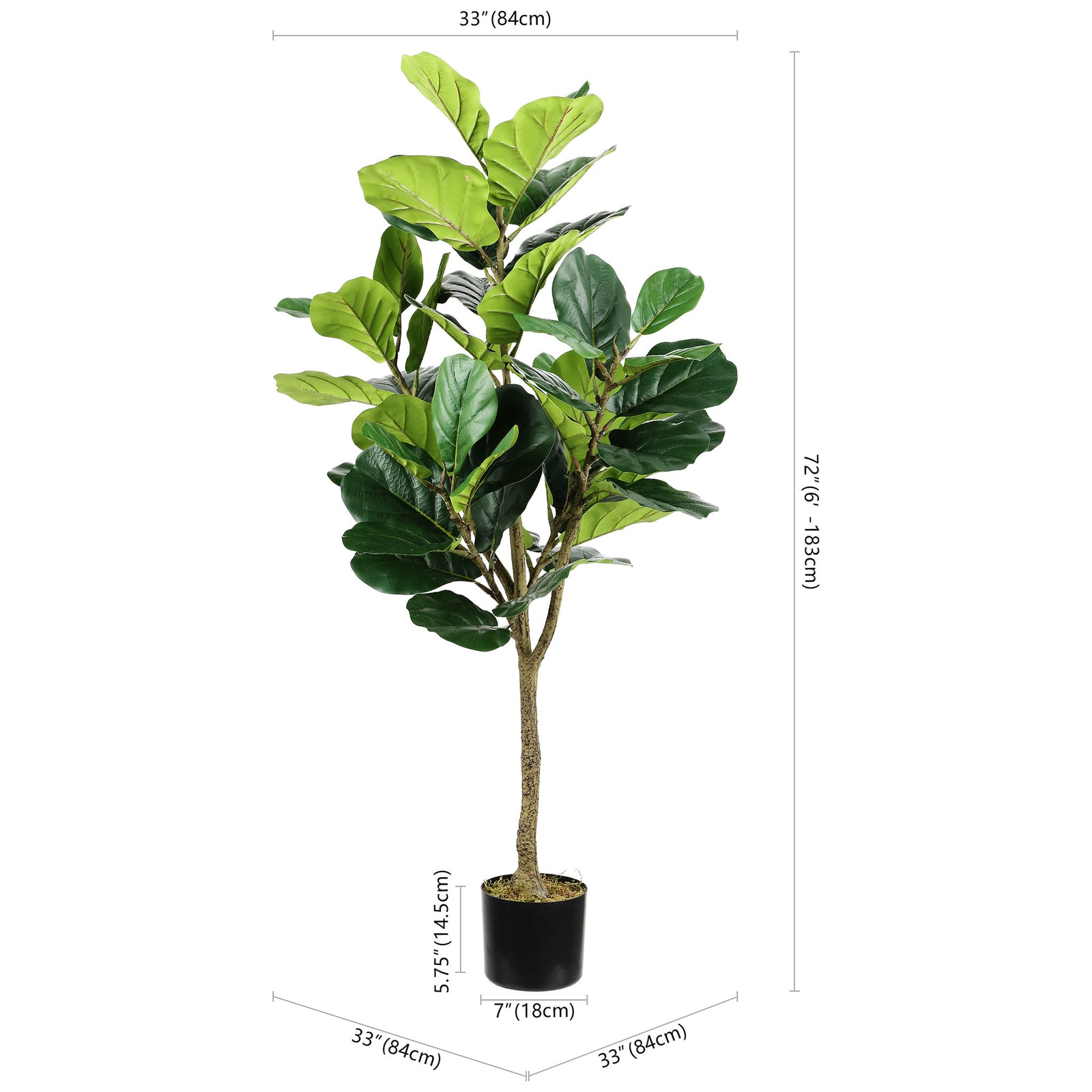 A potted fiddle-leaf fig tree stands 72 inches tall with a wide canopy. || FXP2003A || dimension_studio