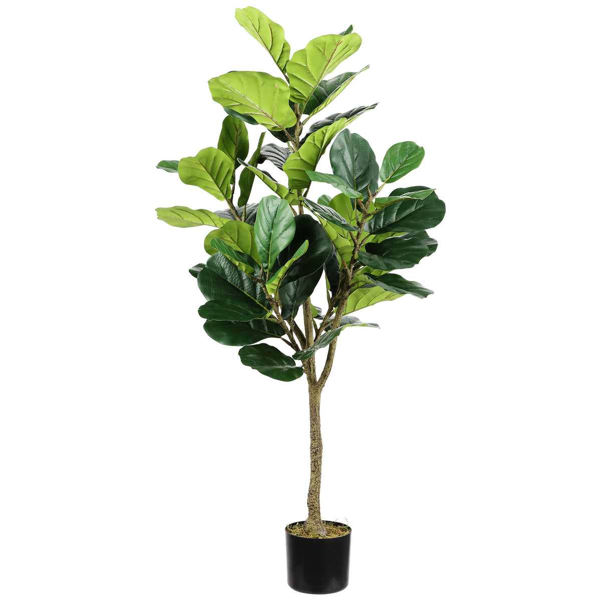 Large sculptural fig leaves crown a slim trunk and black planter. || FXP2003A || front_studio