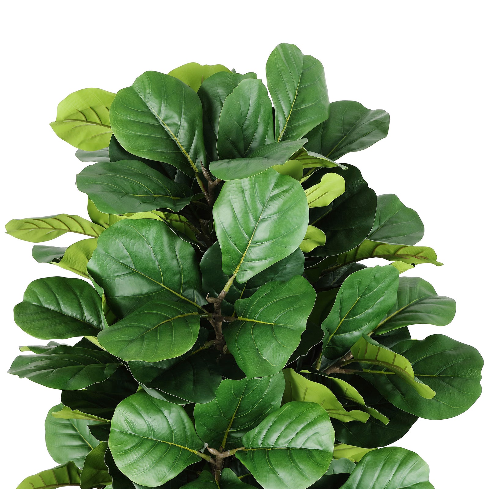 Rounded green fiddle-leaf fig foliage forms a dense, sculptural canopy. || FXP2004A || detail_studio
