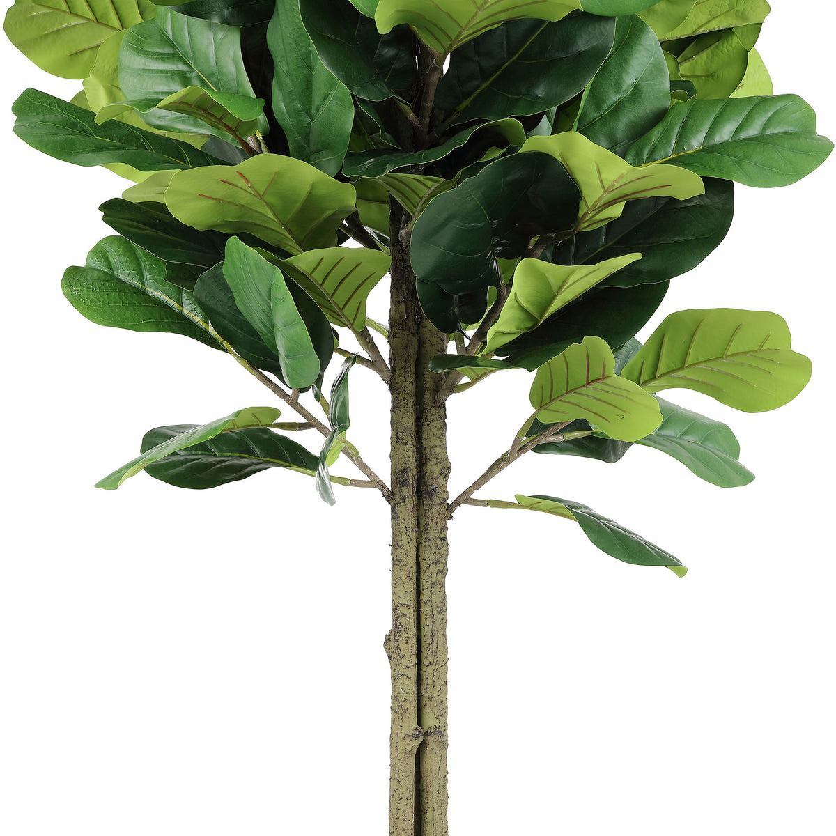Layered fig leaves grow around a slender, textured tree trunk. || FXP2004A || detail_studio