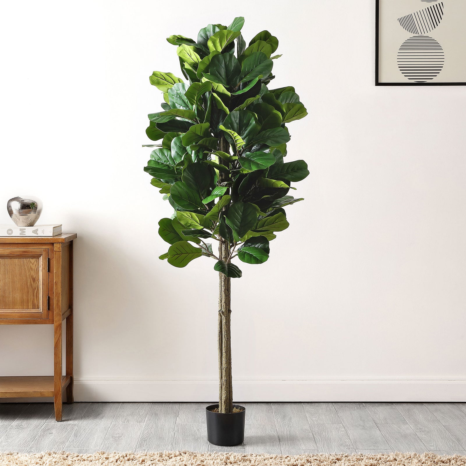 A tall potted fig tree adds lush greenery beside wood furniture. || FXP2004A || front_room