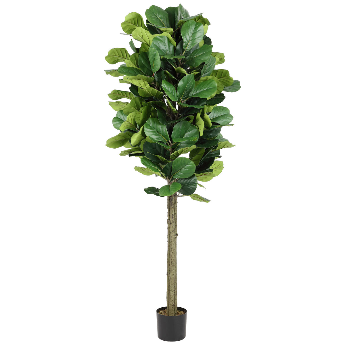 A dense cluster of rounded fig leaves tops a straight trunk and black pot. || FXP2004A || front_studio