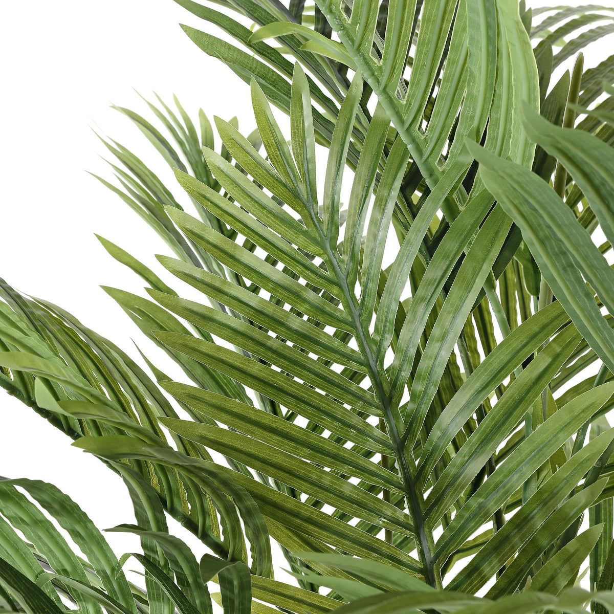 Slender green palm leaflets create a light tropical texture.