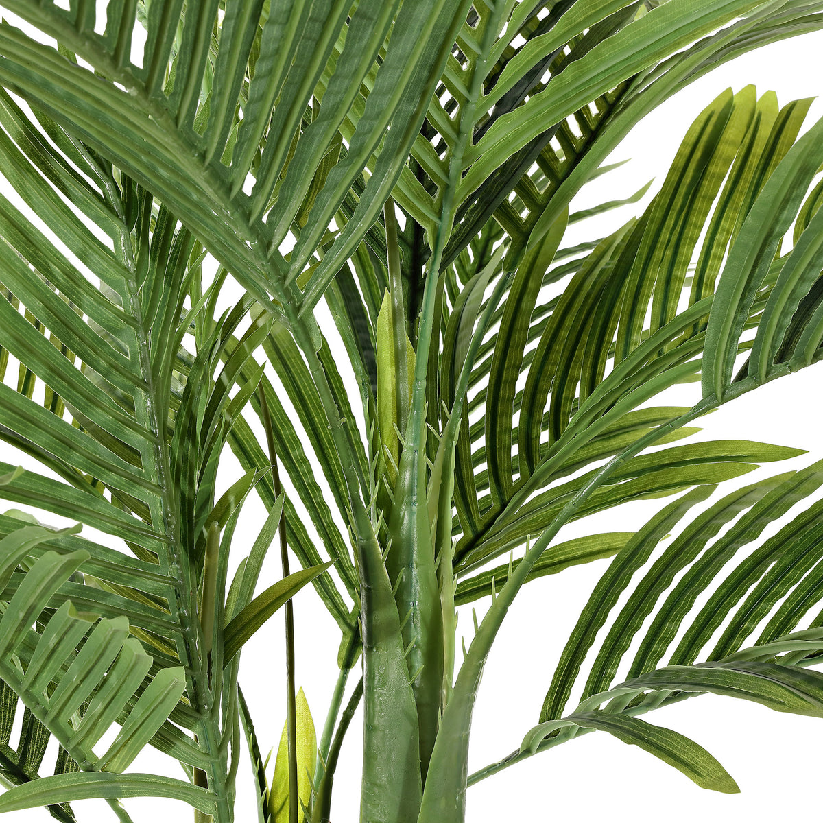 Layered palm fronds fan out from multiple upright stems. || FXP2006A || detail_studio