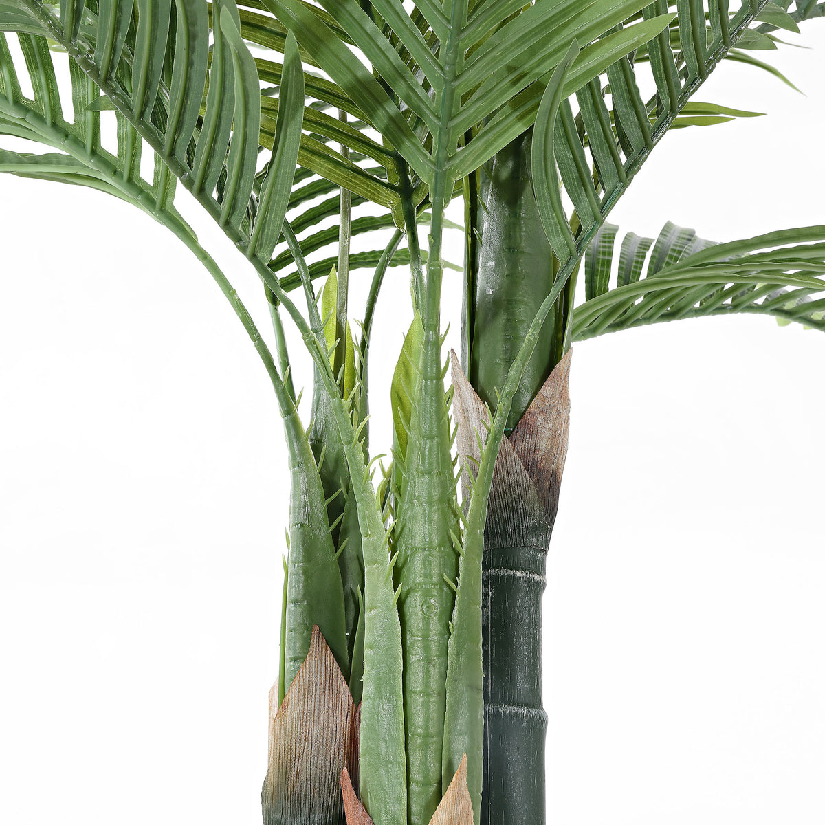 Segmented green palm trunks add structure beneath the fronds.