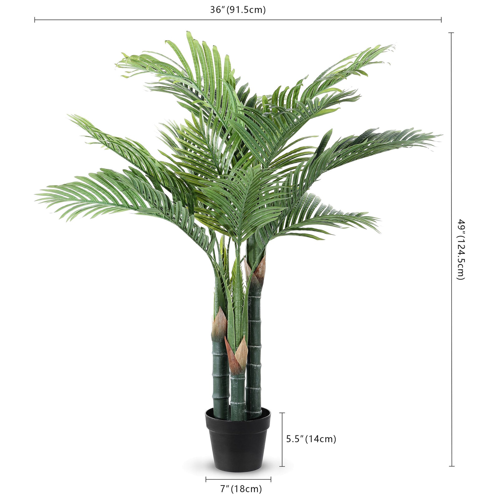 A potted palm reaches 49 inches high and spreads about 36 inches. || FXP2006A || dimension_studio