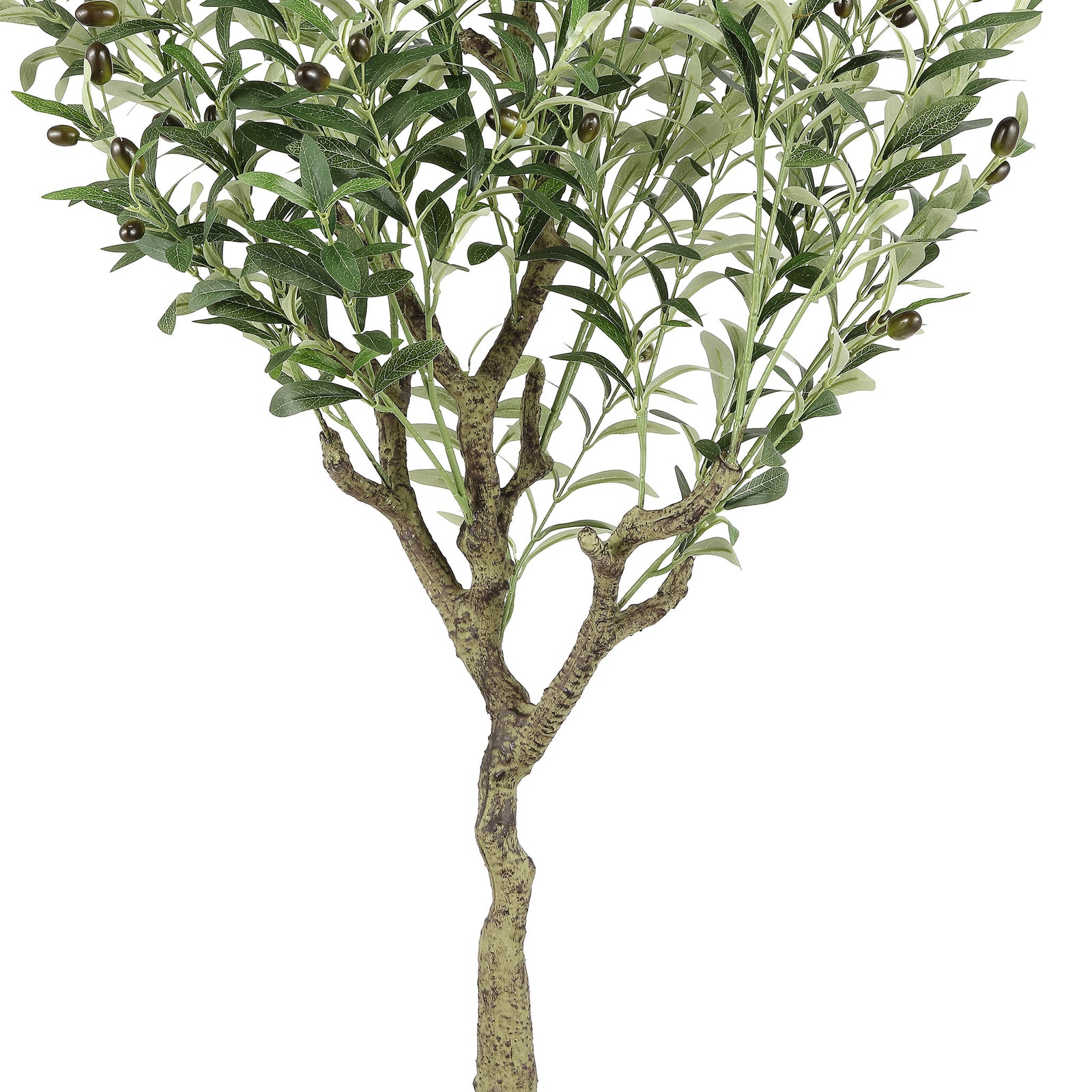 Textured branches support clusters of olive foliage and fruit. || FXP2007A || detail_studio