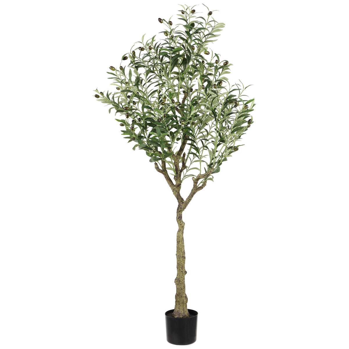A leafy olive canopy rises above a textured trunk and black pot. || FXP2007A || front_studio