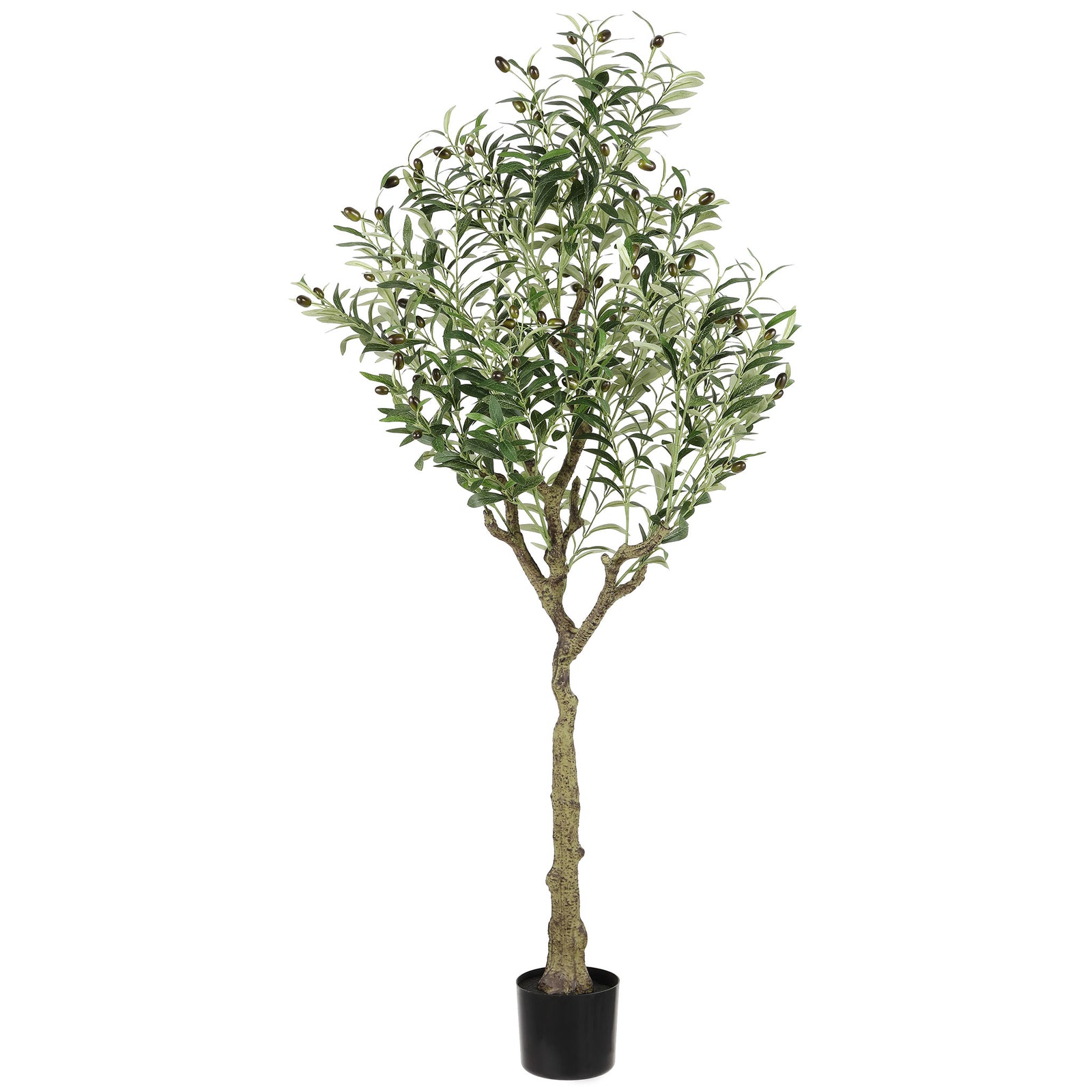 A leafy olive canopy rises above a textured trunk and black pot. || FXP2007A || front_studio