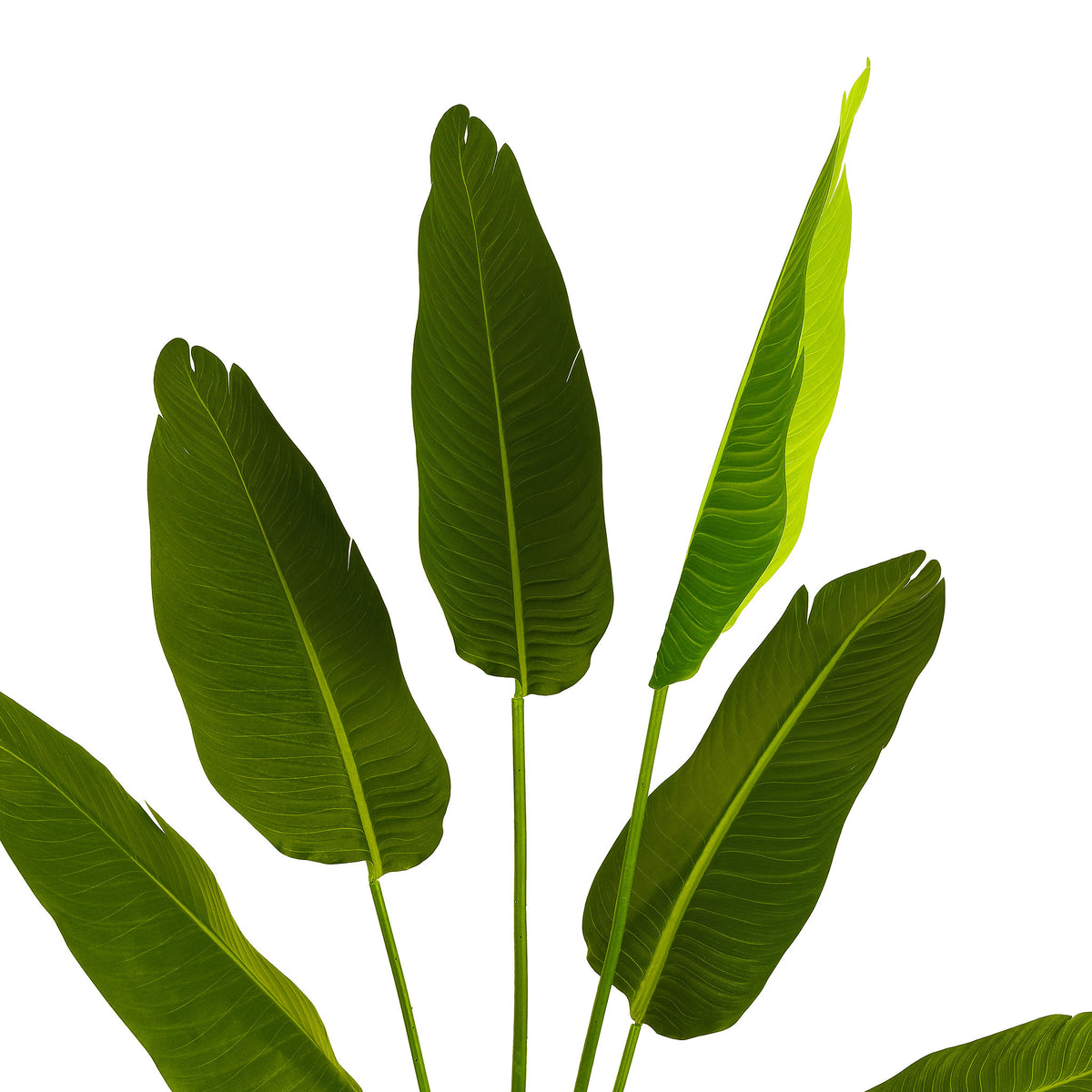 Tall paddle-shaped leaves display deep and bright green tones. || FXP2008A || detail_studio