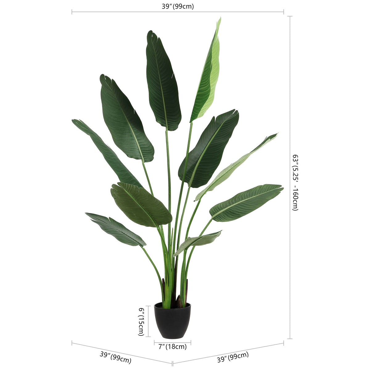 A potted banana leaf plant stands 63 inches tall with a broad spread. || FXP2008A || dimension_studio