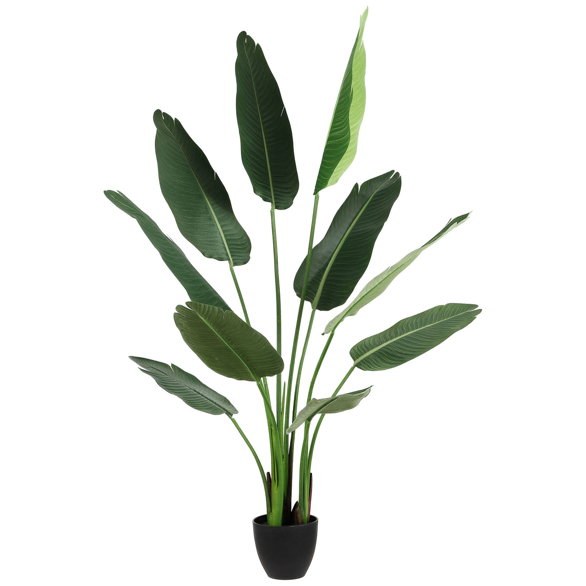 Long green banana leaves rise from a compact black planter. || FXP2008A || front_studio