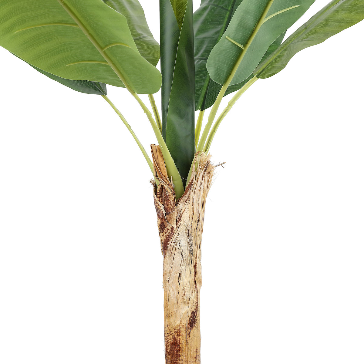 A textured banana tree trunk supports broad green leaves. || FXP2009A || detail_studio