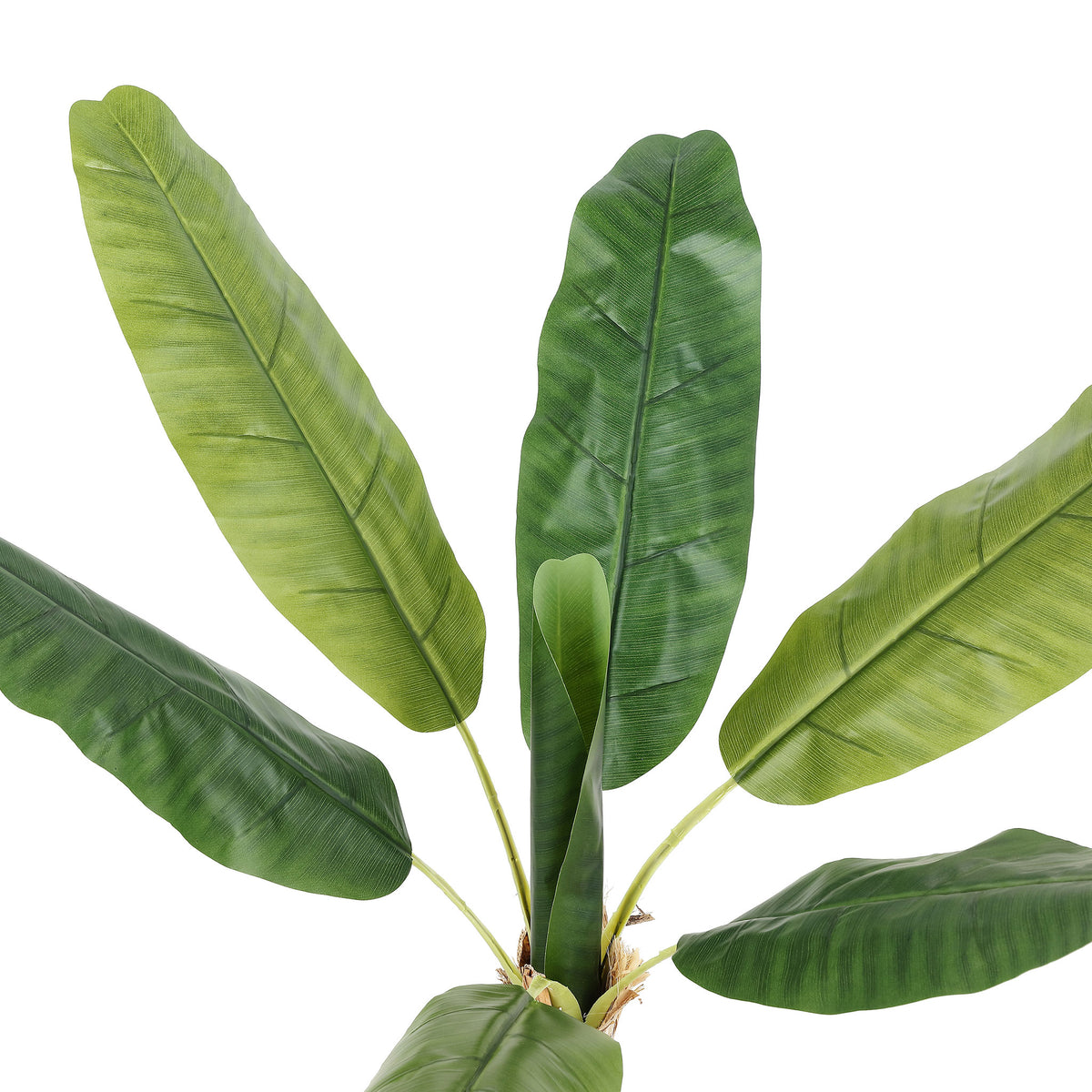 Large banana leaves fan outward in varied shades of green.
