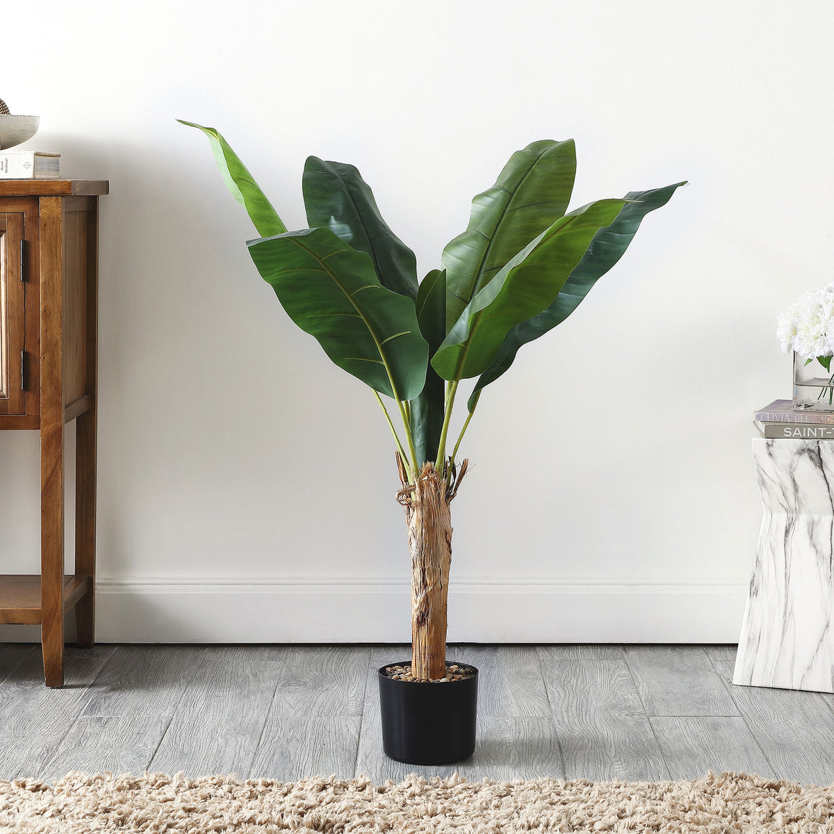 A compact banana tree brings tropical foliage to a bright room. || FXP2009A || front_room