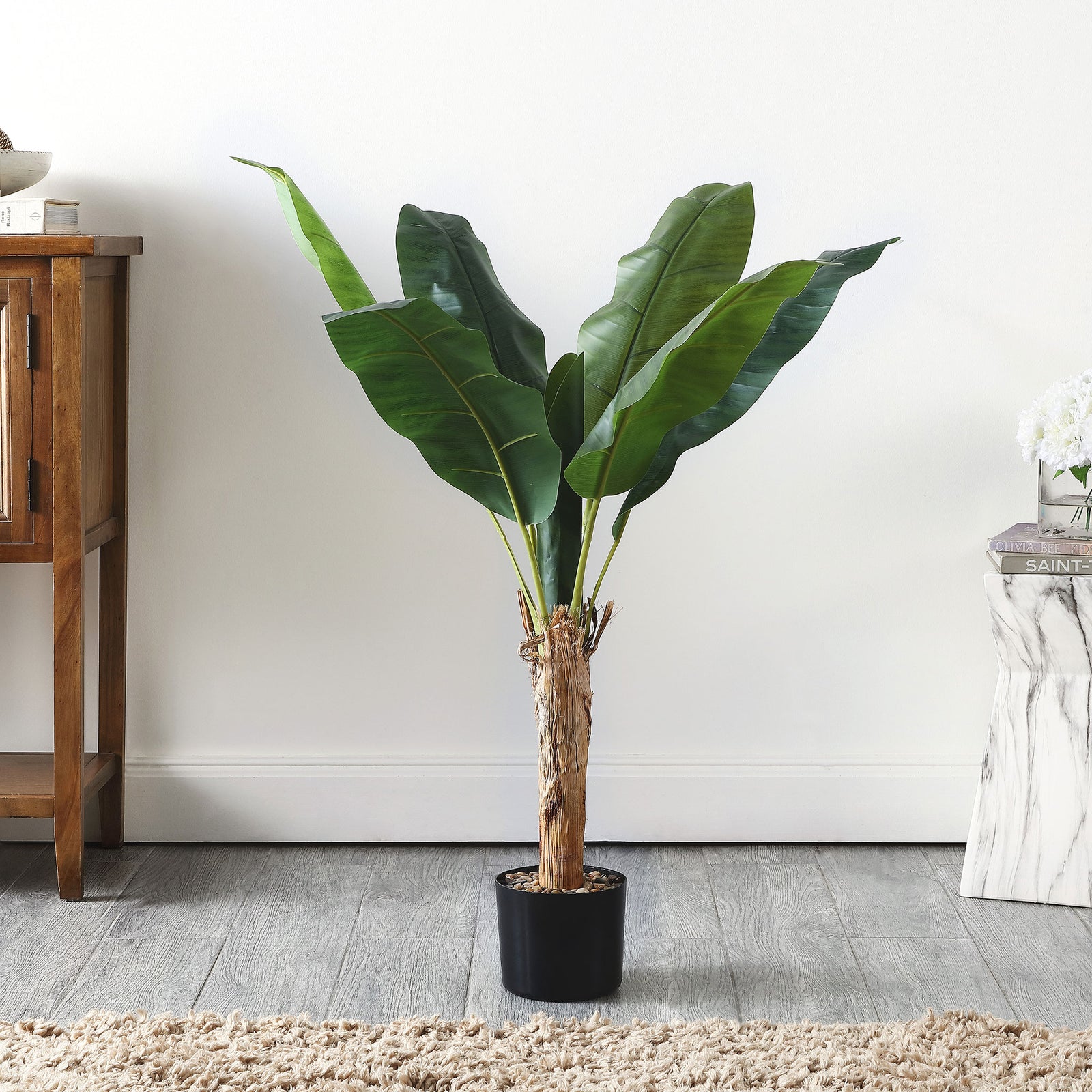 A compact banana tree brings tropical foliage to a bright room. || FXP2009A || front_room