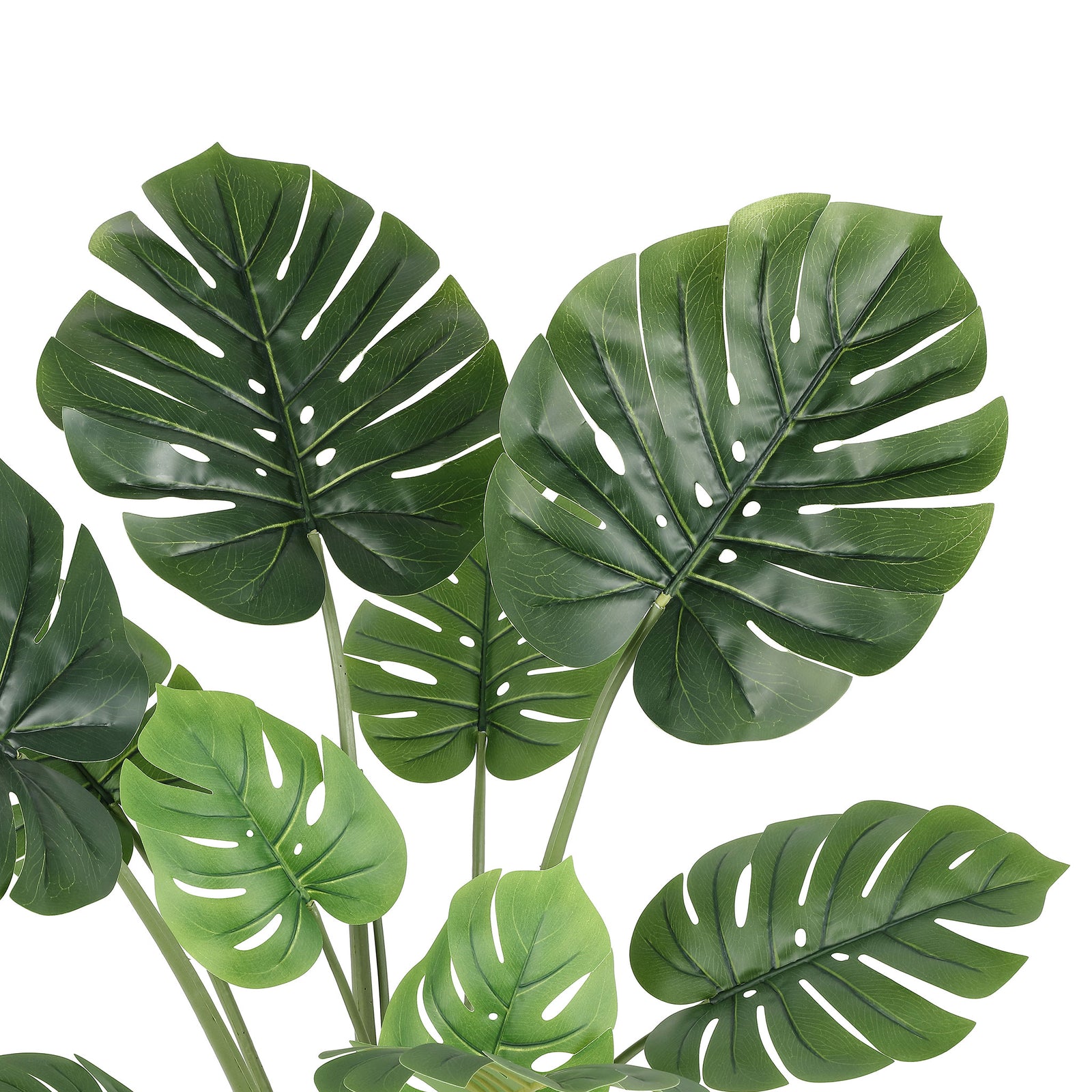 Glossy monstera leaves display dramatic natural-looking splits. || FXP2010A || detail_studio