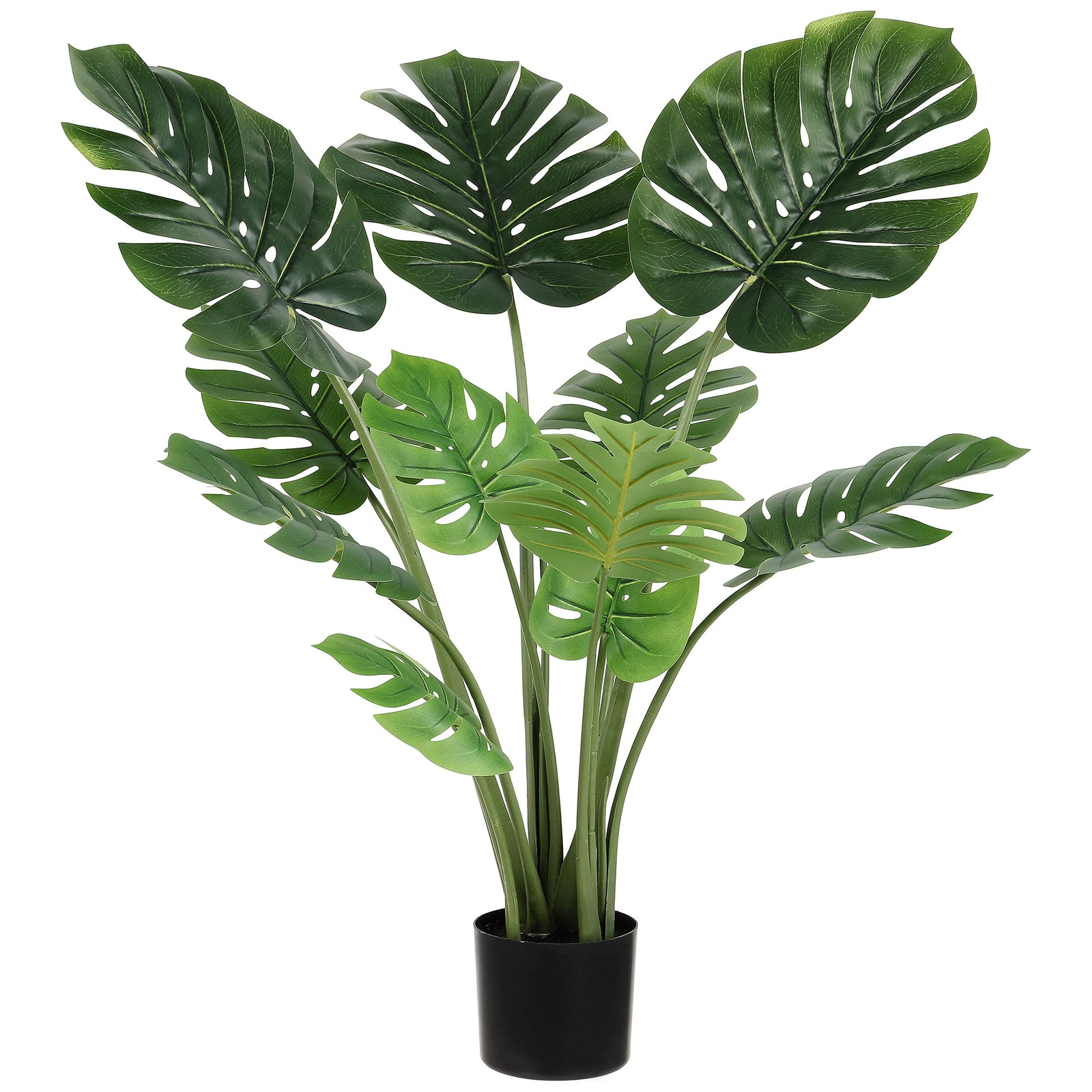 Broad split leaves rise on slender stems from a black pot. || FXP2010A || front_studio