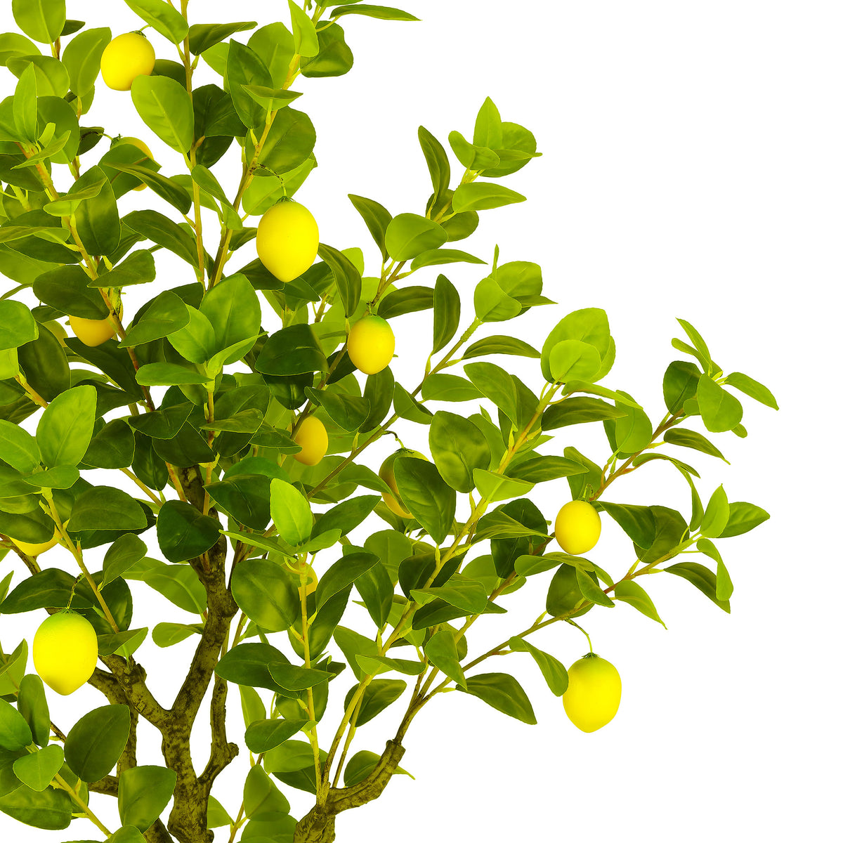 Bright yellow lemons nestle among green branching foliage. || FXP2011A || detail_studio