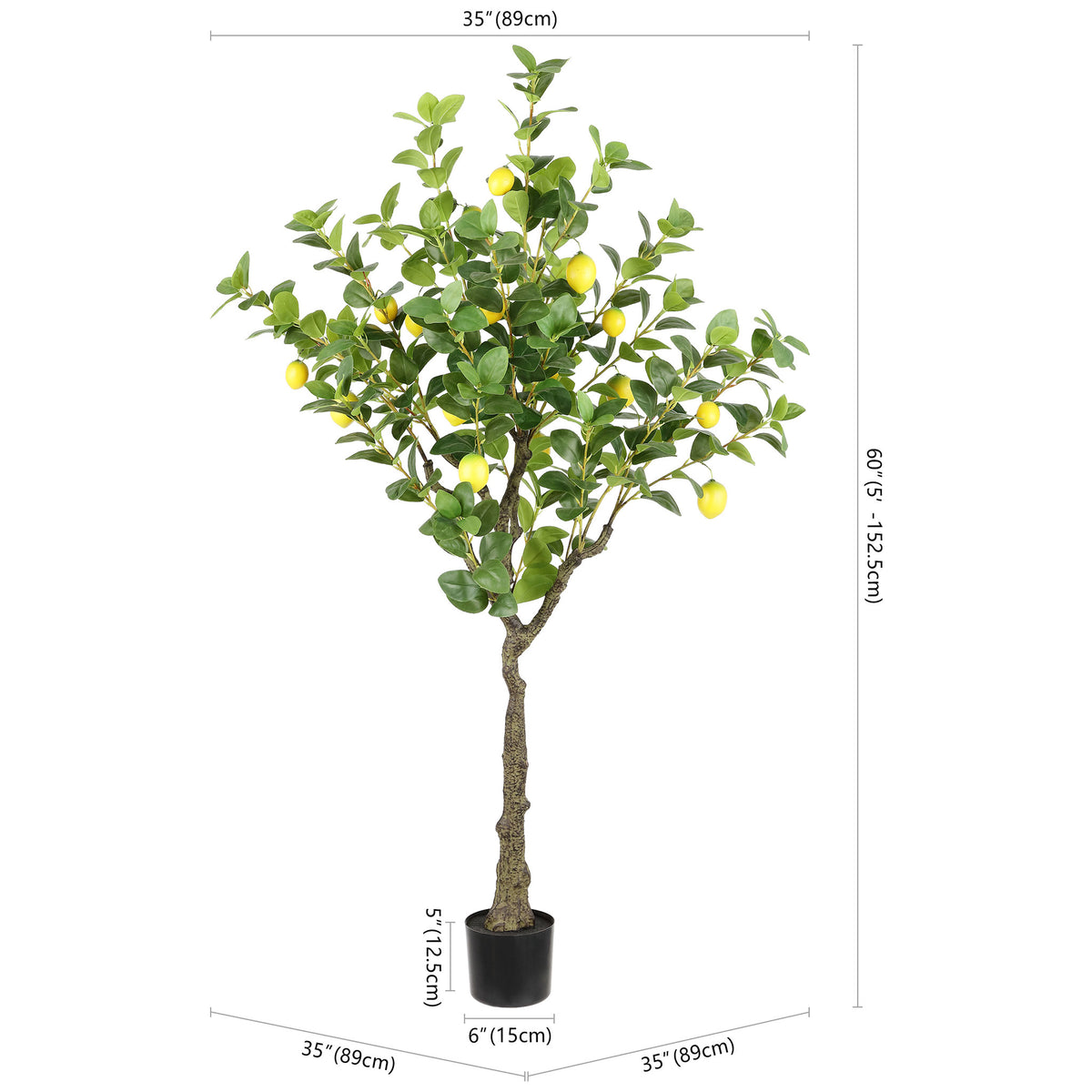 A potted lemon tree stands 60 inches tall with a broad canopy. || FXP2011A || dimension_studio