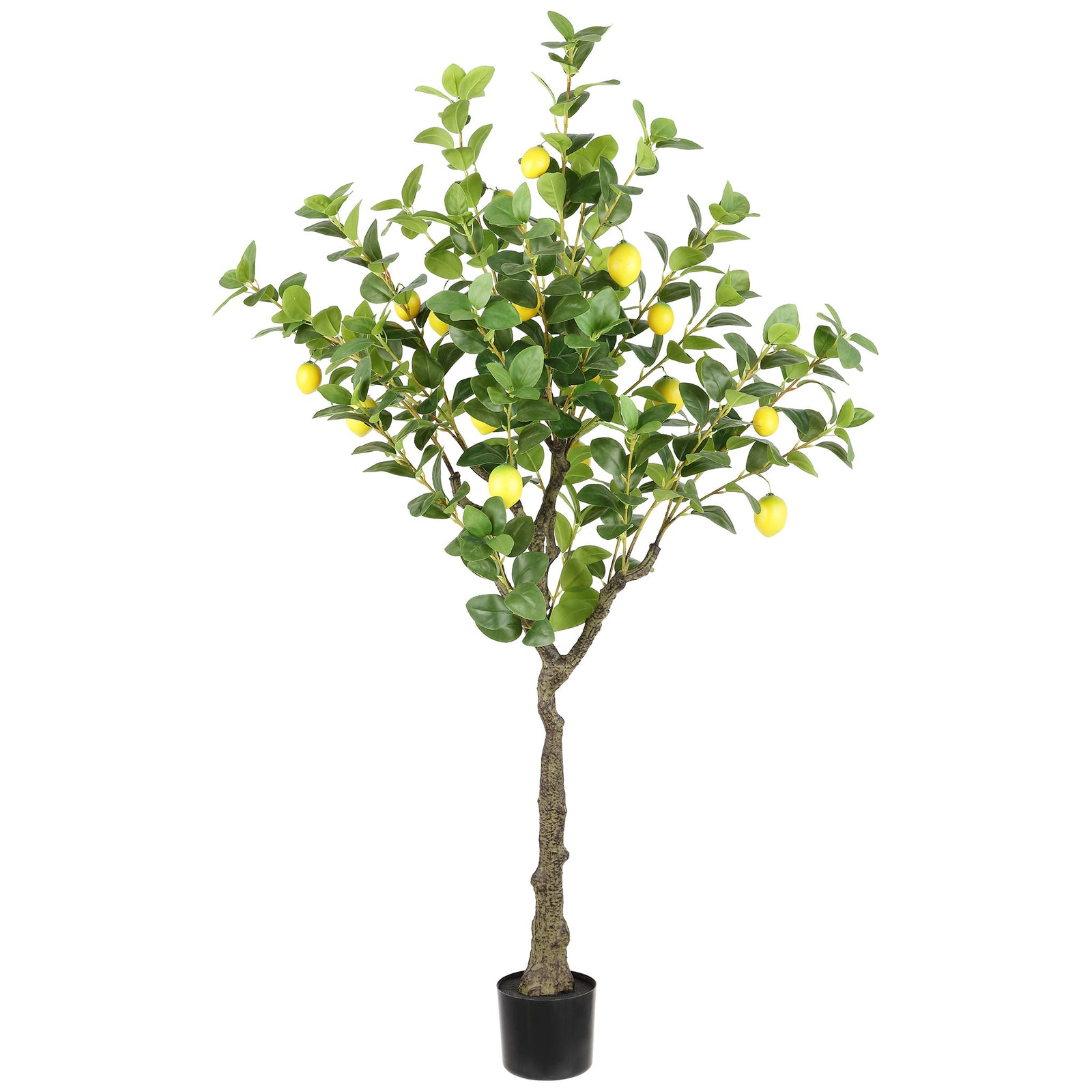 A sunny canopy of green leaves and lemons tops a black planter. || FXP2011A || front_studio