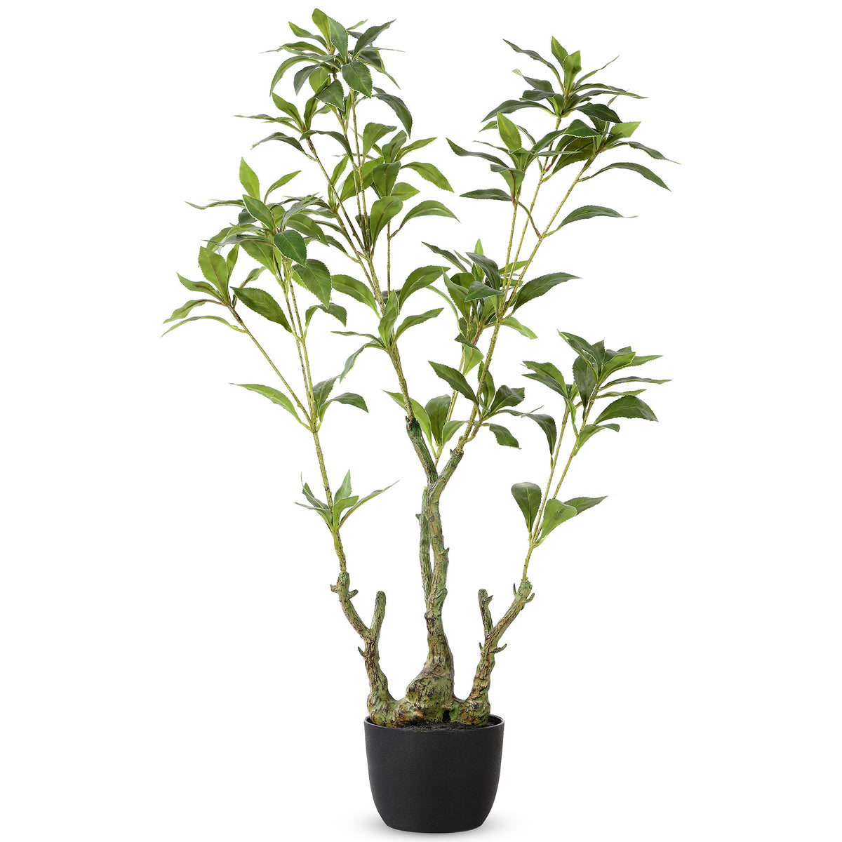 Airy green foliage rises from gnarled stems in a black pot. || FXP2012A || front_studio
