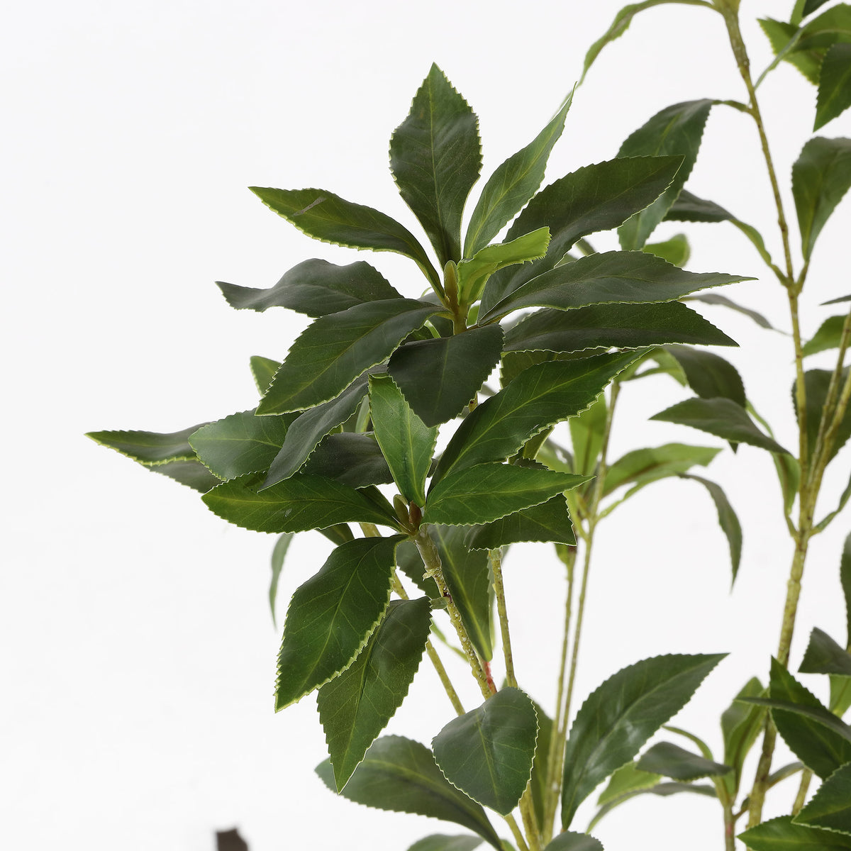 Glossy narrow leaves gather at the tips of fine branches.