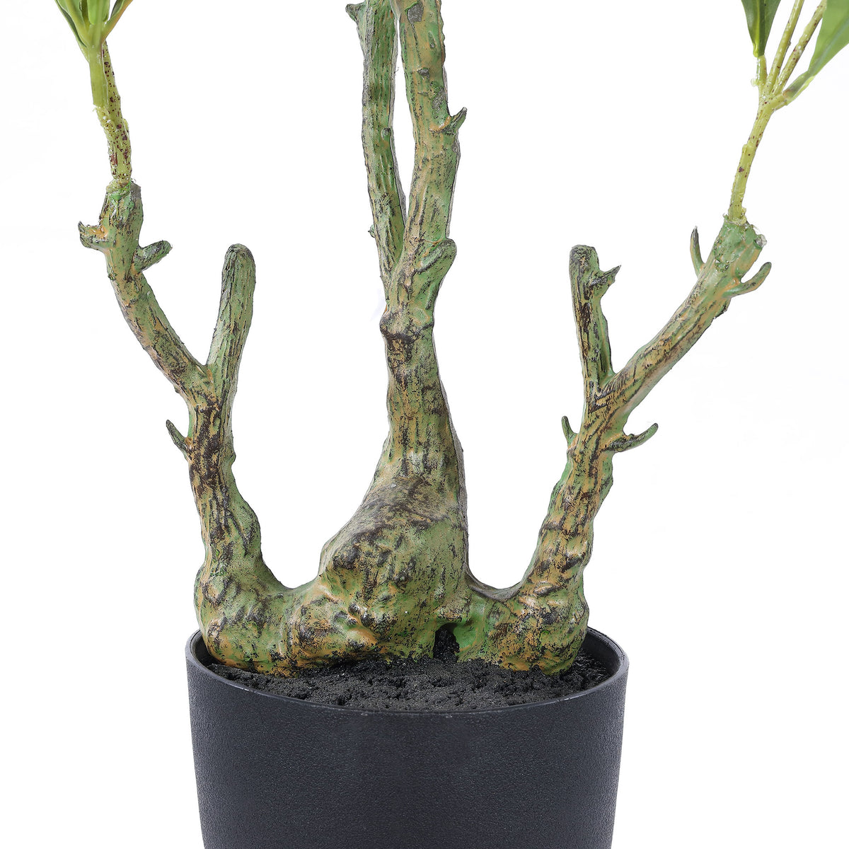 Gnarled roots rise above the rim of a compact black planter. || FXP2012A || leg_studio