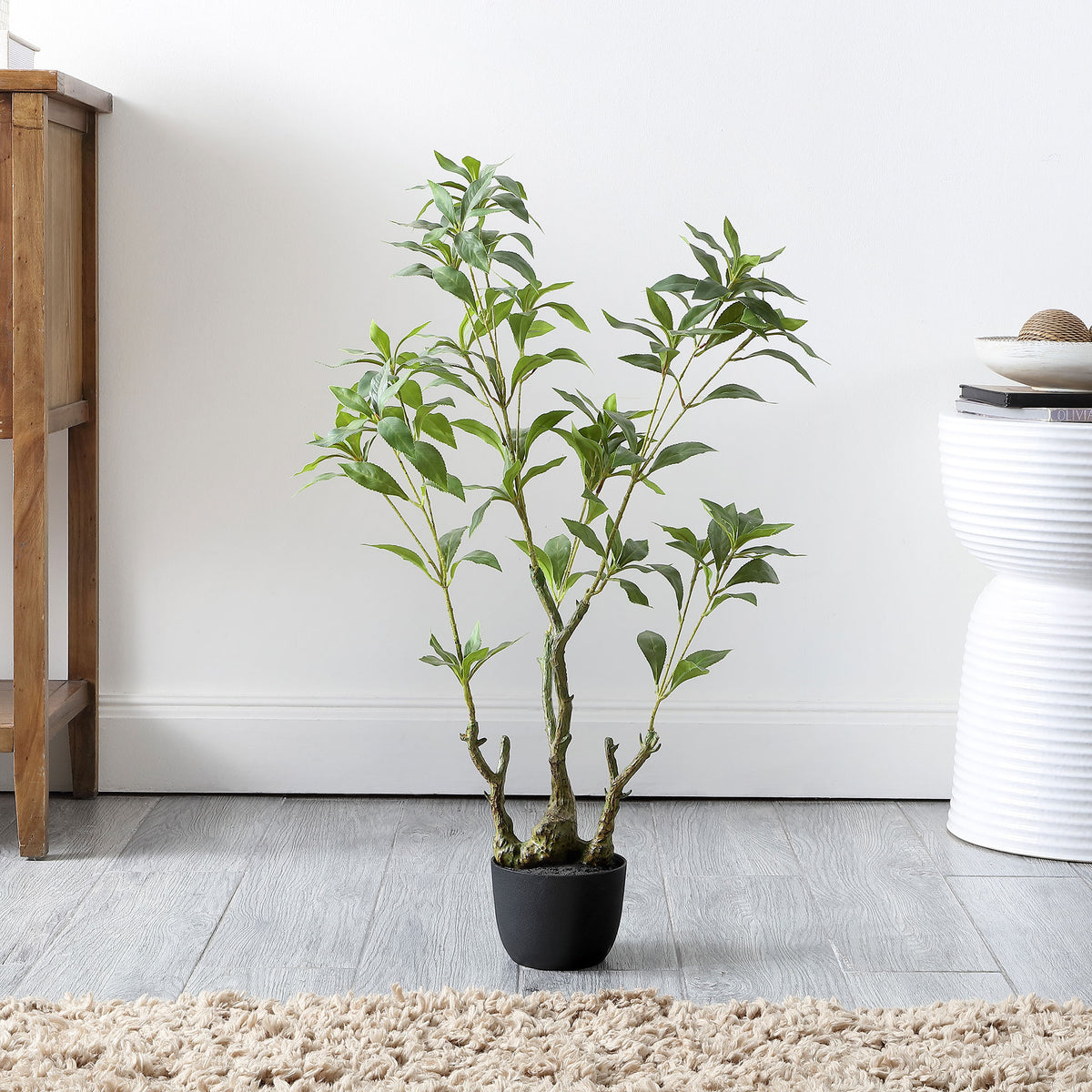 A delicate leafy plant adds fresh green color to a bright corner. || FXP2012A || front_room