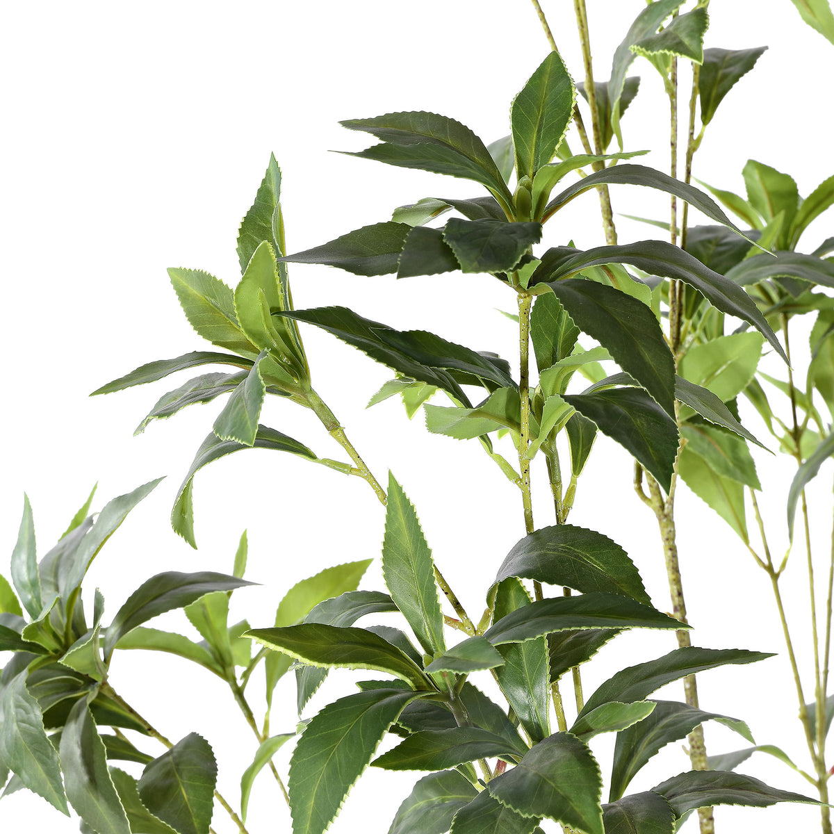 Narrow green leaves grow in loose clusters along slender branches.