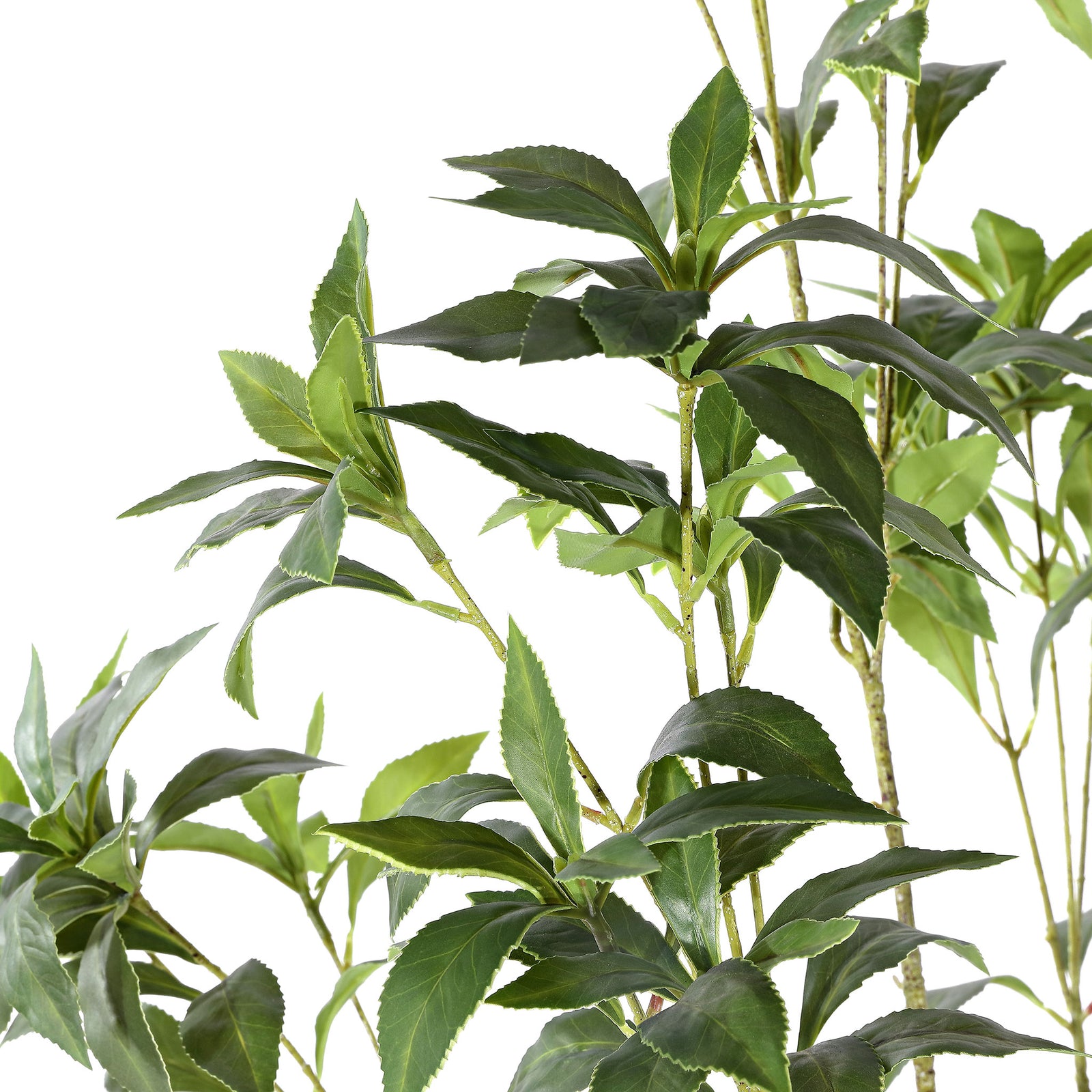 Narrow green leaves grow in loose clusters along slender branches. || FXP2013A || detail_studio