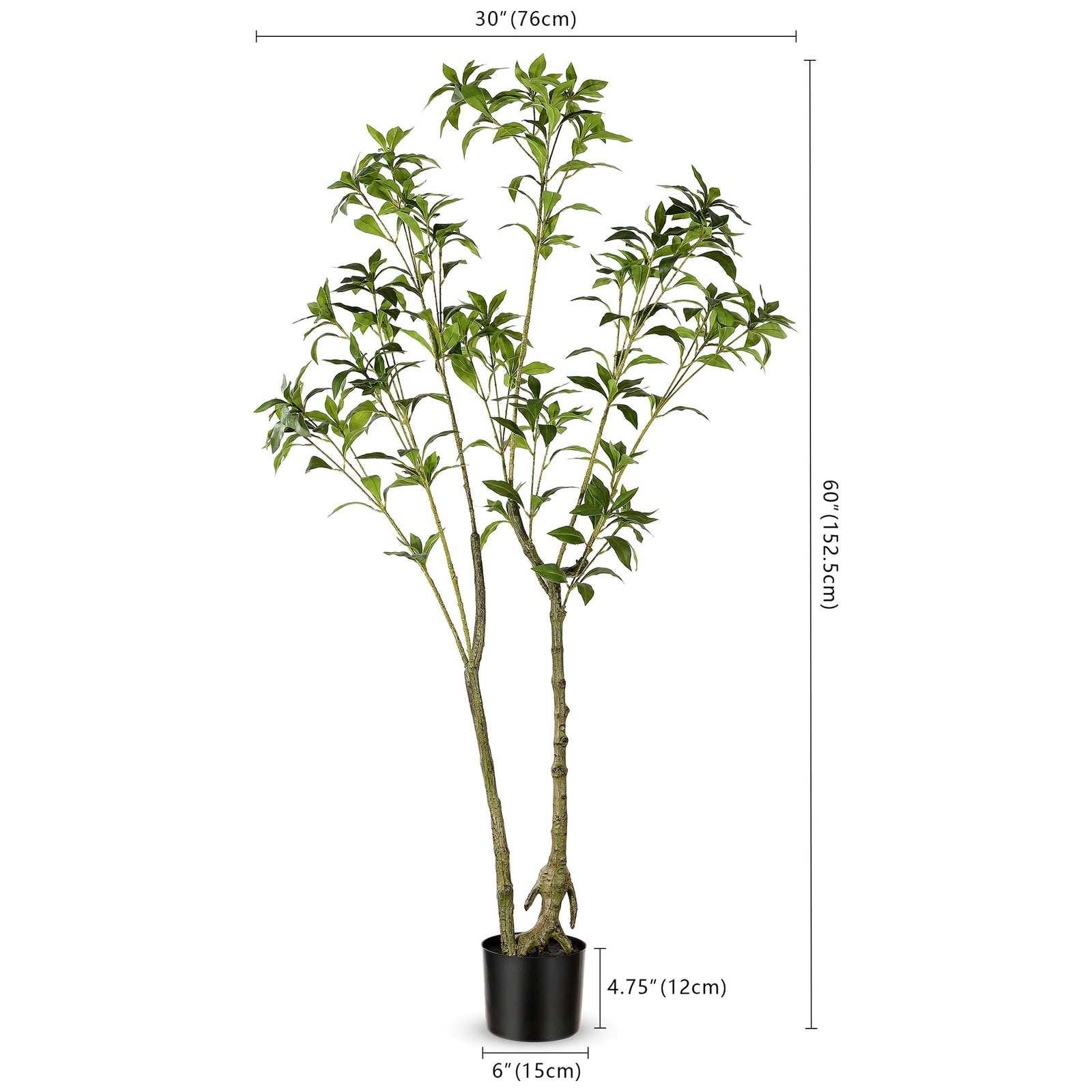A slender branching tree stands 60 inches tall with a 30-inch spread. || FXP2013A || dimension_studio