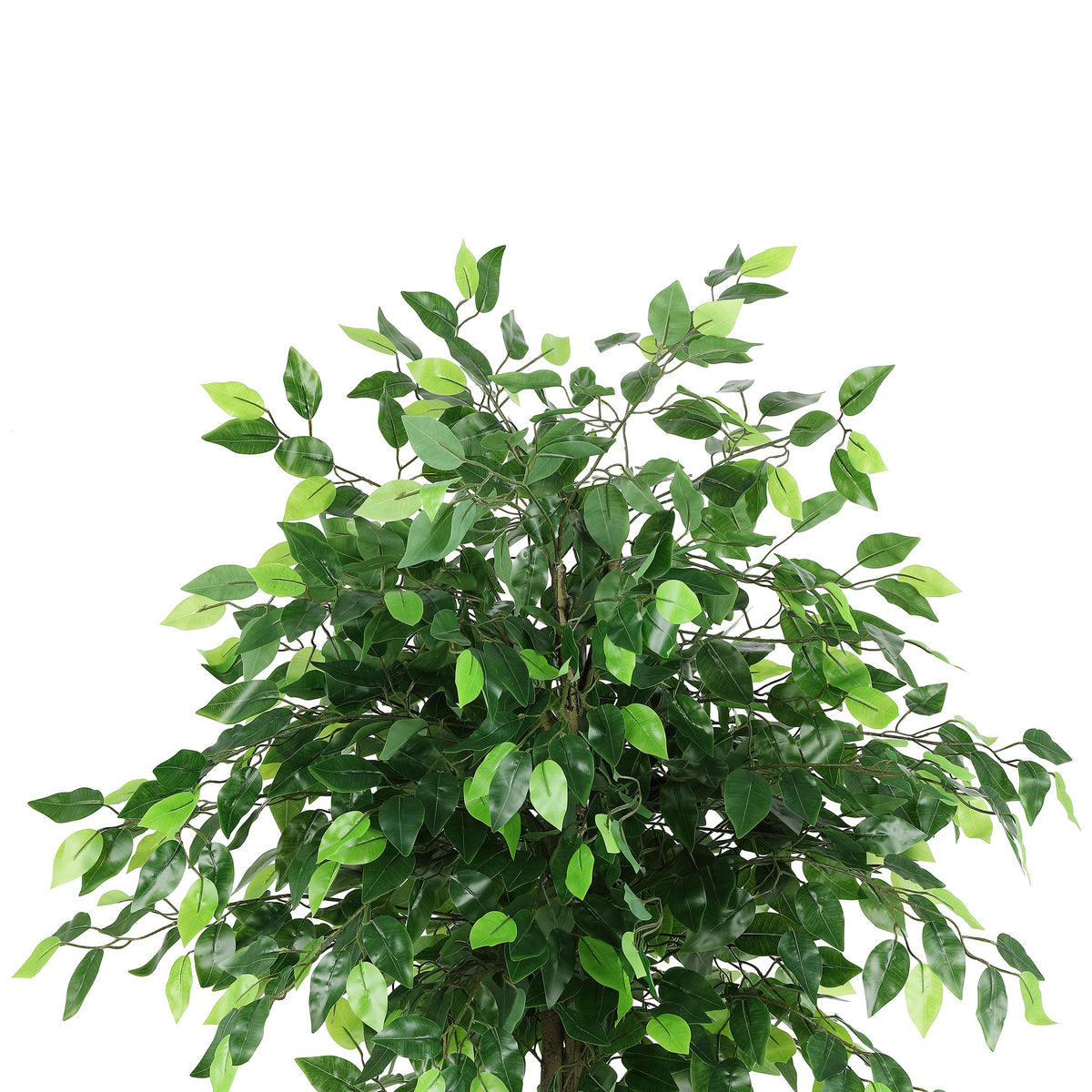 Many small green ficus leaves create a rounded, leafy canopy. || FXP2014A || detail_studio