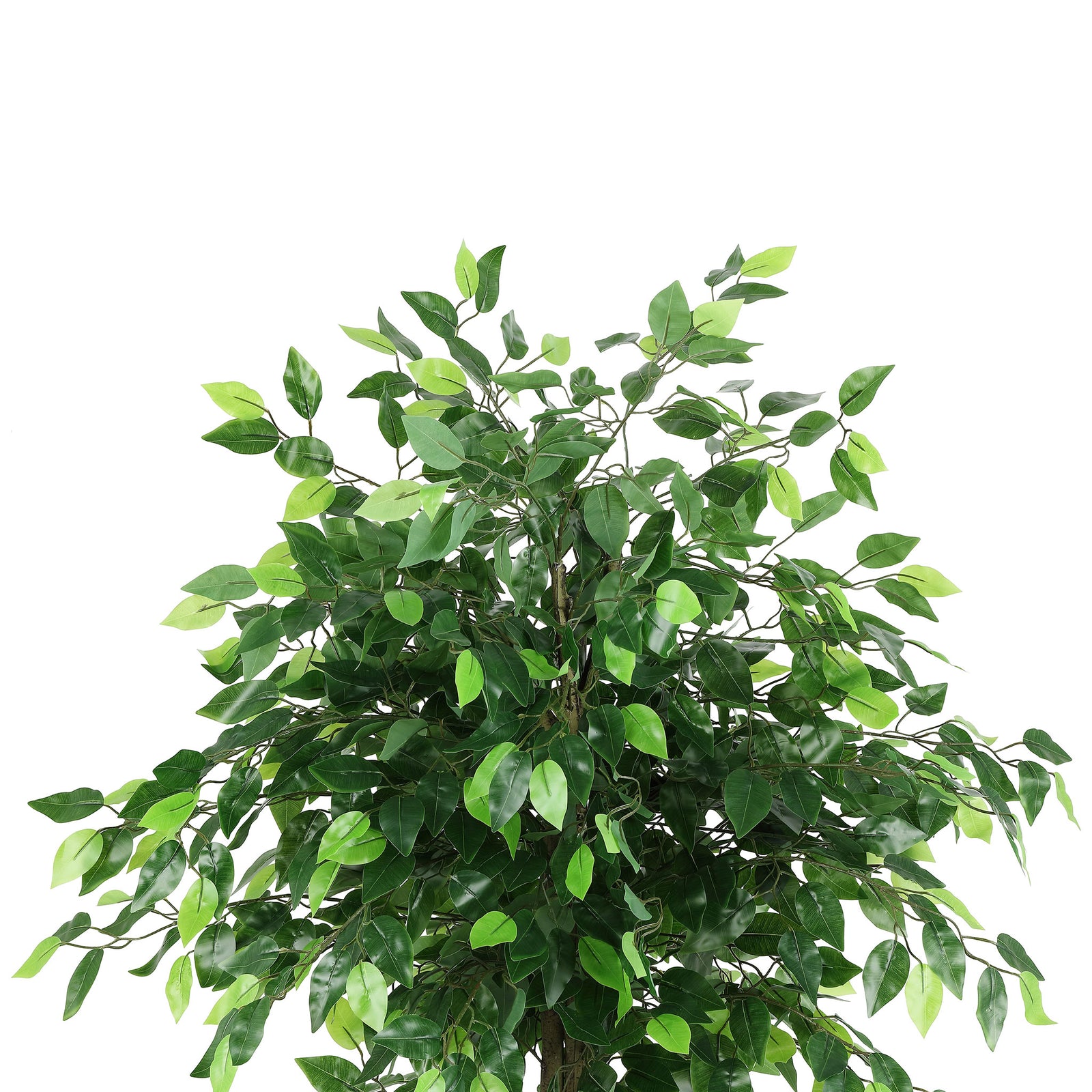 Many small green ficus leaves create a rounded, leafy canopy. || FXP2014A || detail_studio