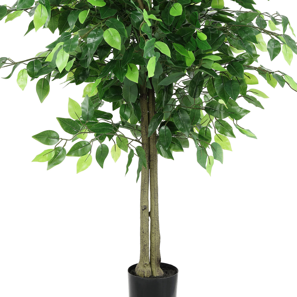 Lush foliage surrounds textured ficus trunks above a black pot. || FXP2014A || detail_studio