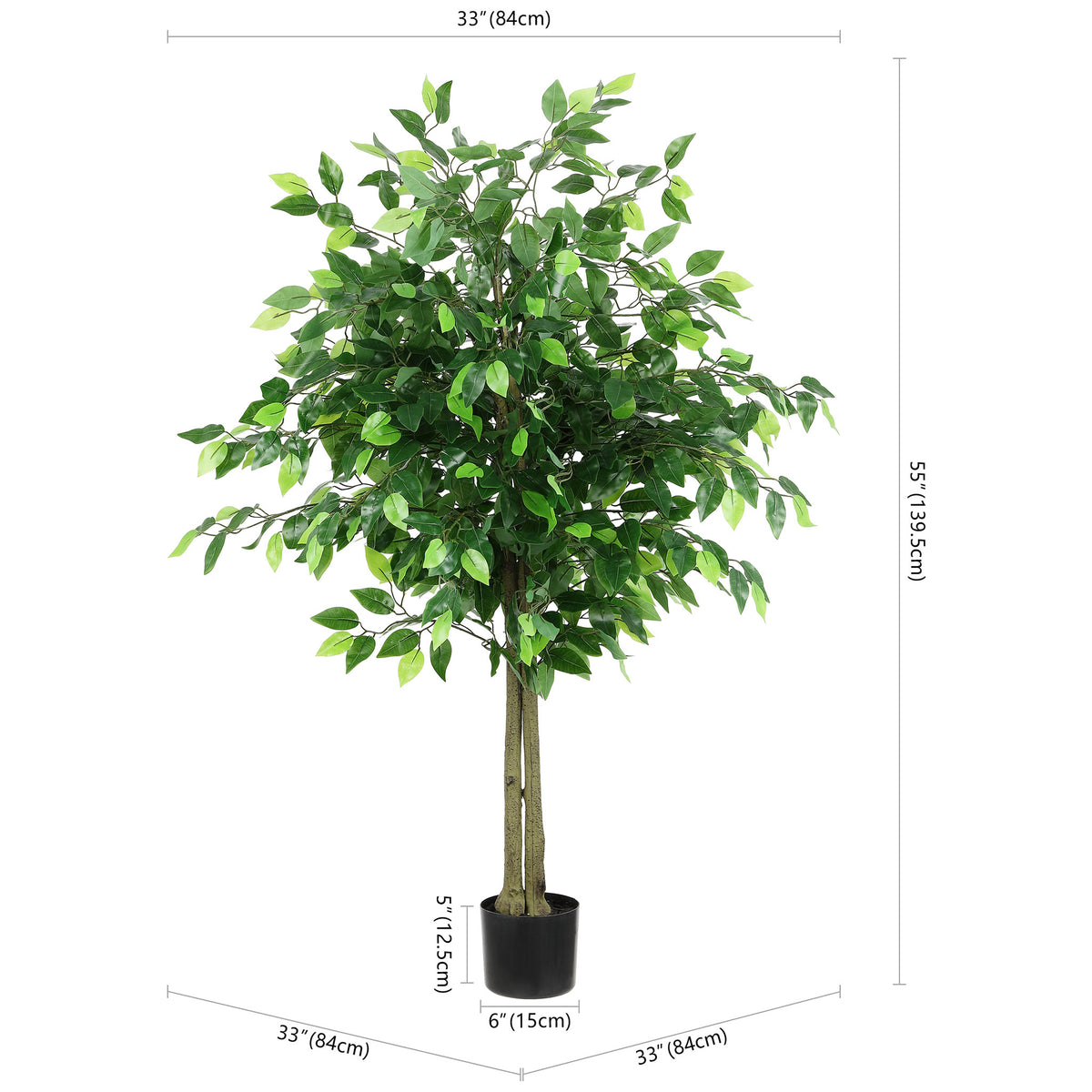 A potted ficus tree stands 55 inches tall and spreads about 33 inches. || FXP2014A || dimension_studio