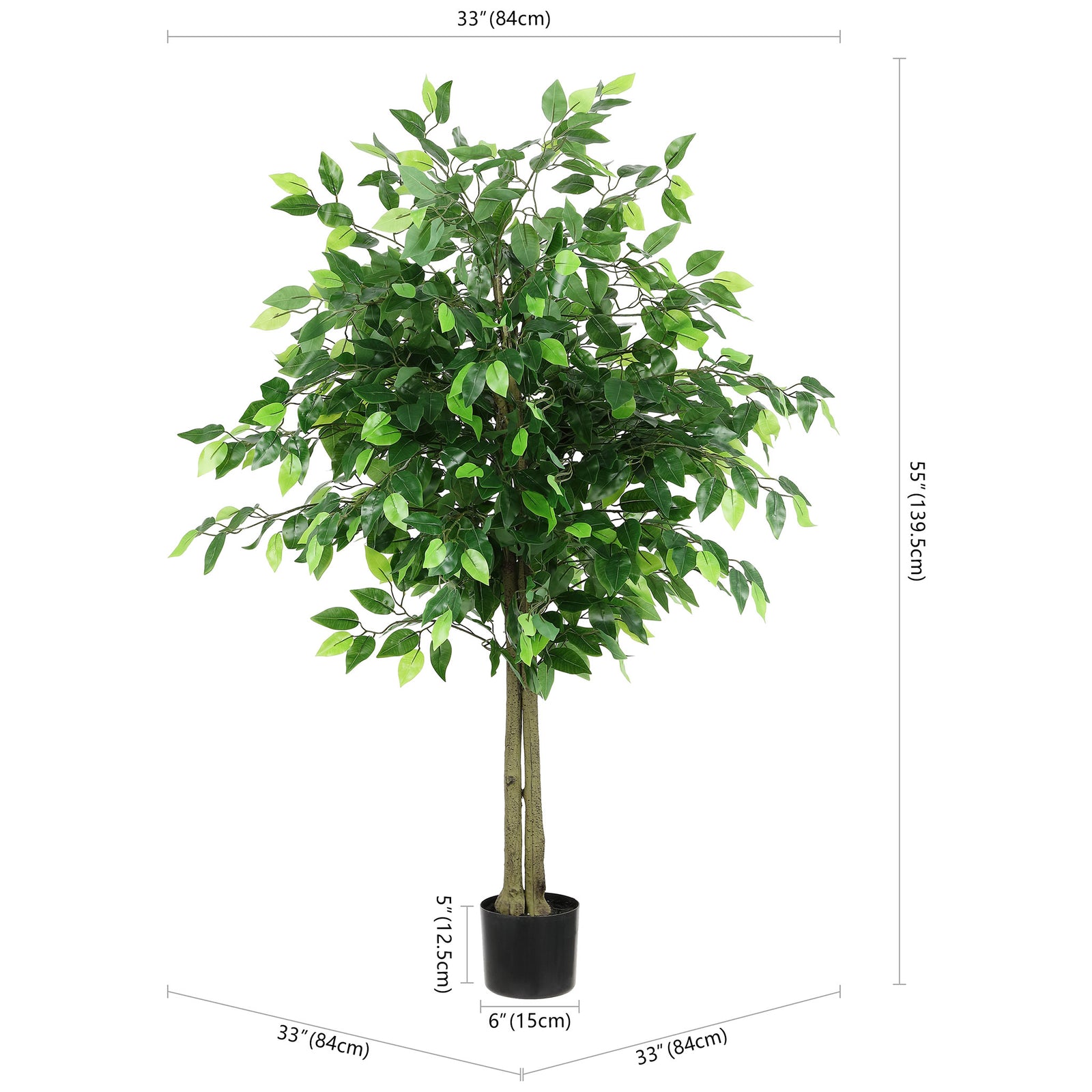 A potted ficus tree stands 55 inches tall and spreads about 33 inches. || FXP2014A || dimension_studio