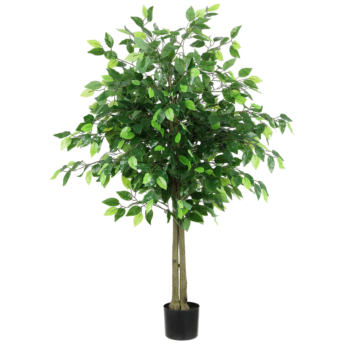 A dense crown of ficus leaves rises on slim trunks from a black planter. || FXP2014A || front_studio