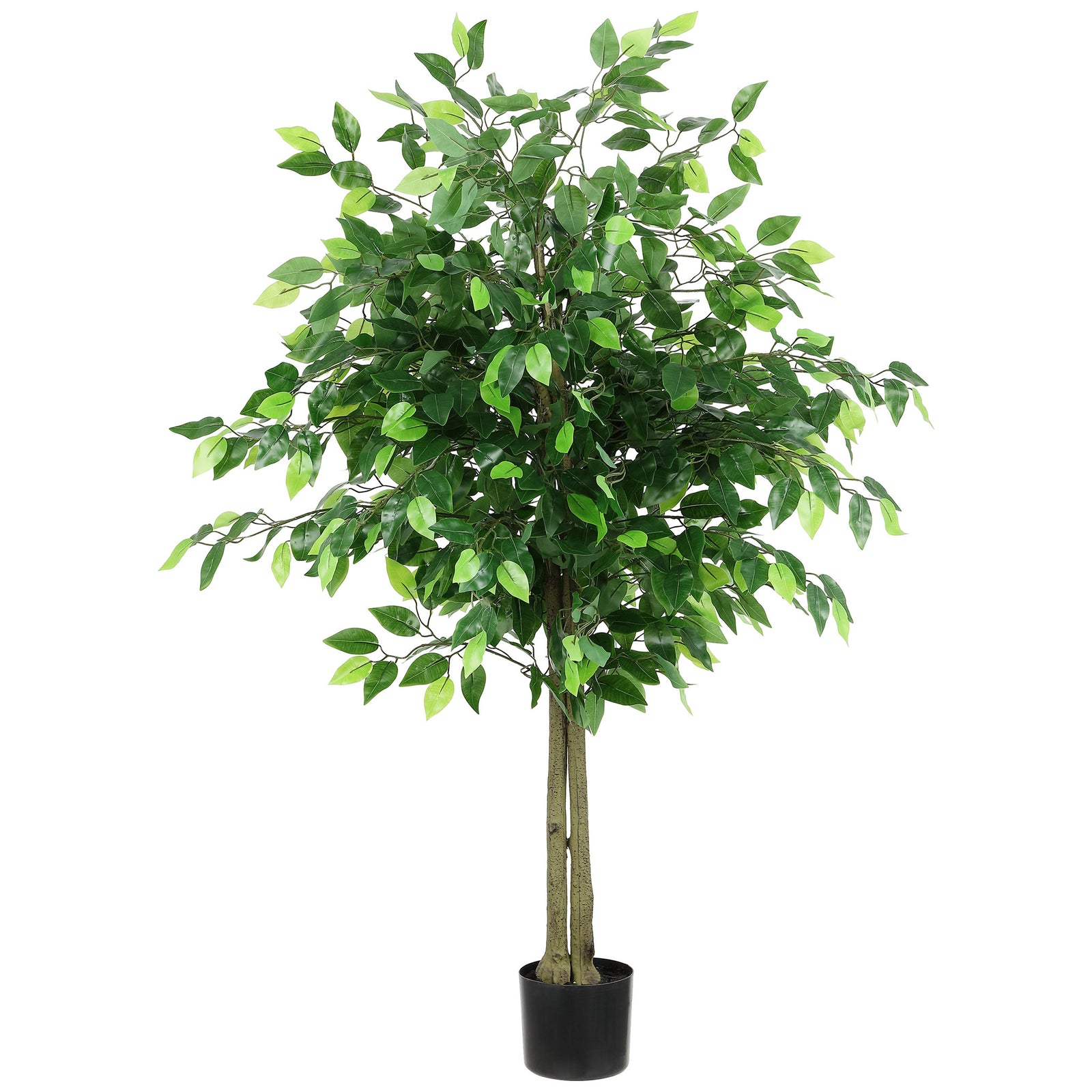 A dense crown of ficus leaves rises on slim trunks from a black planter. || FXP2014A || front_studio