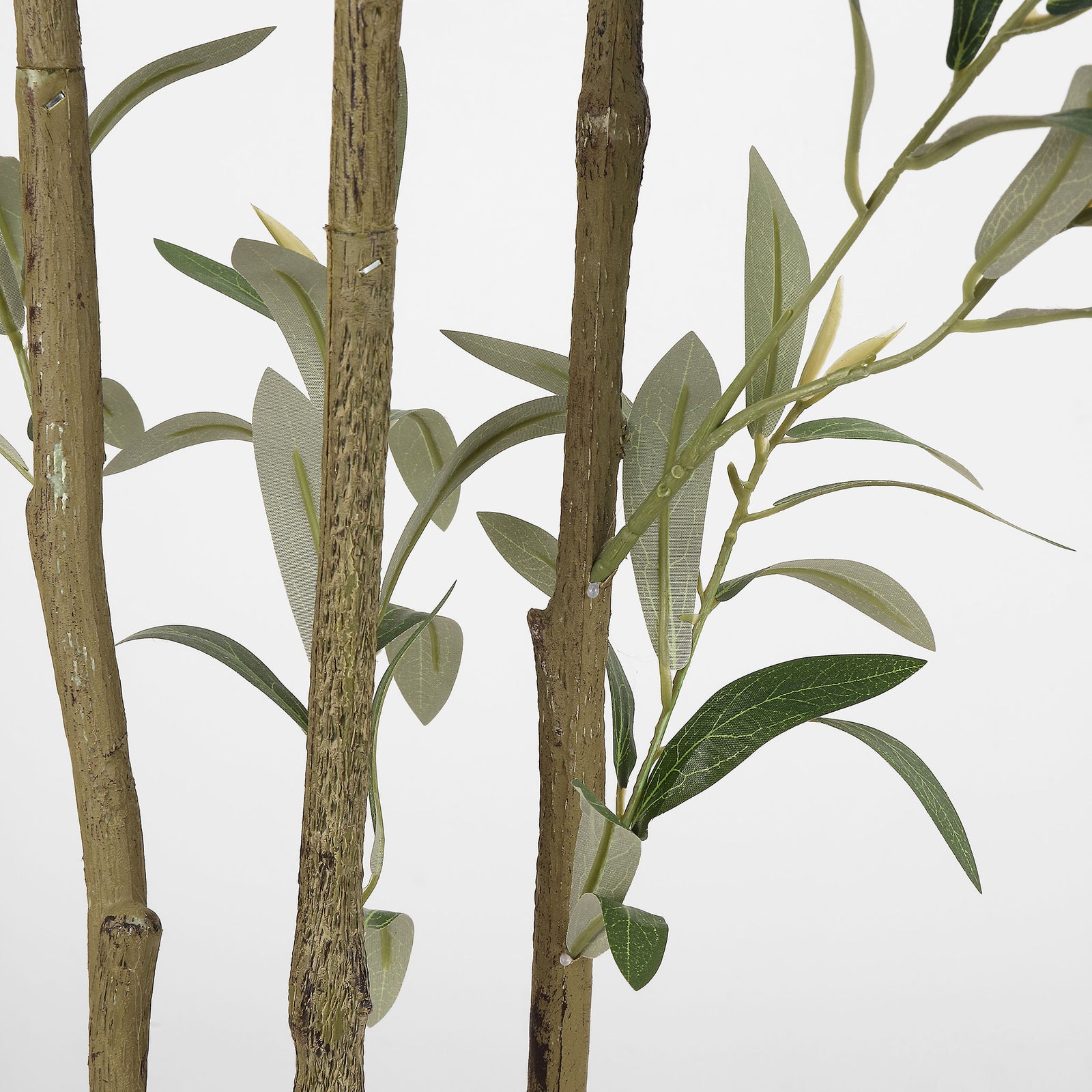 Textured branching trunks support airy olive foliage. || FXP2031A || detail_studio